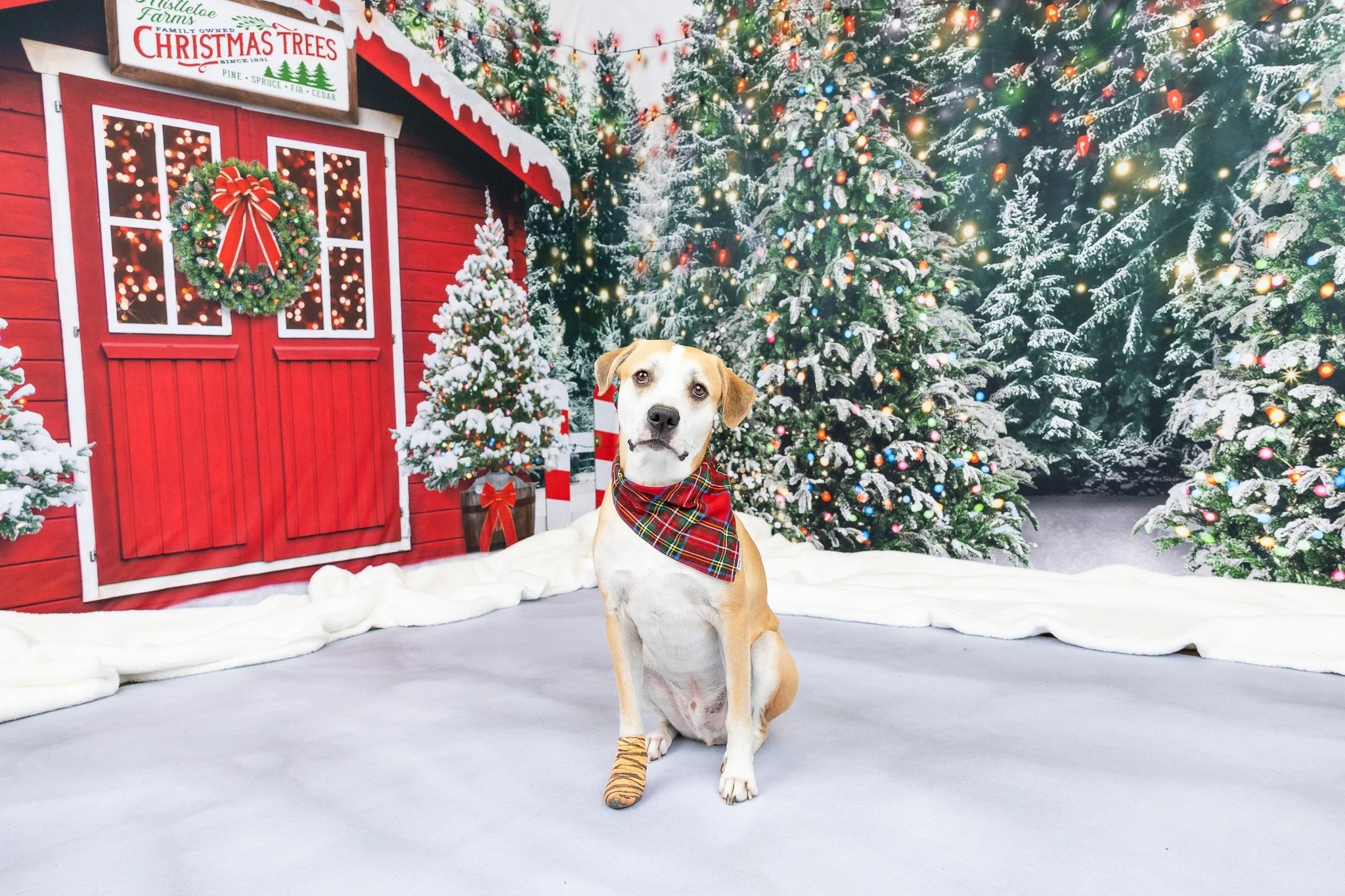 πβ¨ Thank You for an Amazing Fall Season! β¨π
My heart is so full - thank you to everyone who joined me (or will soon!) for this year’s Fall Outdoor Sessions! Between the golden leaves, happy families, and wagging tails πΎ, it’s been suc