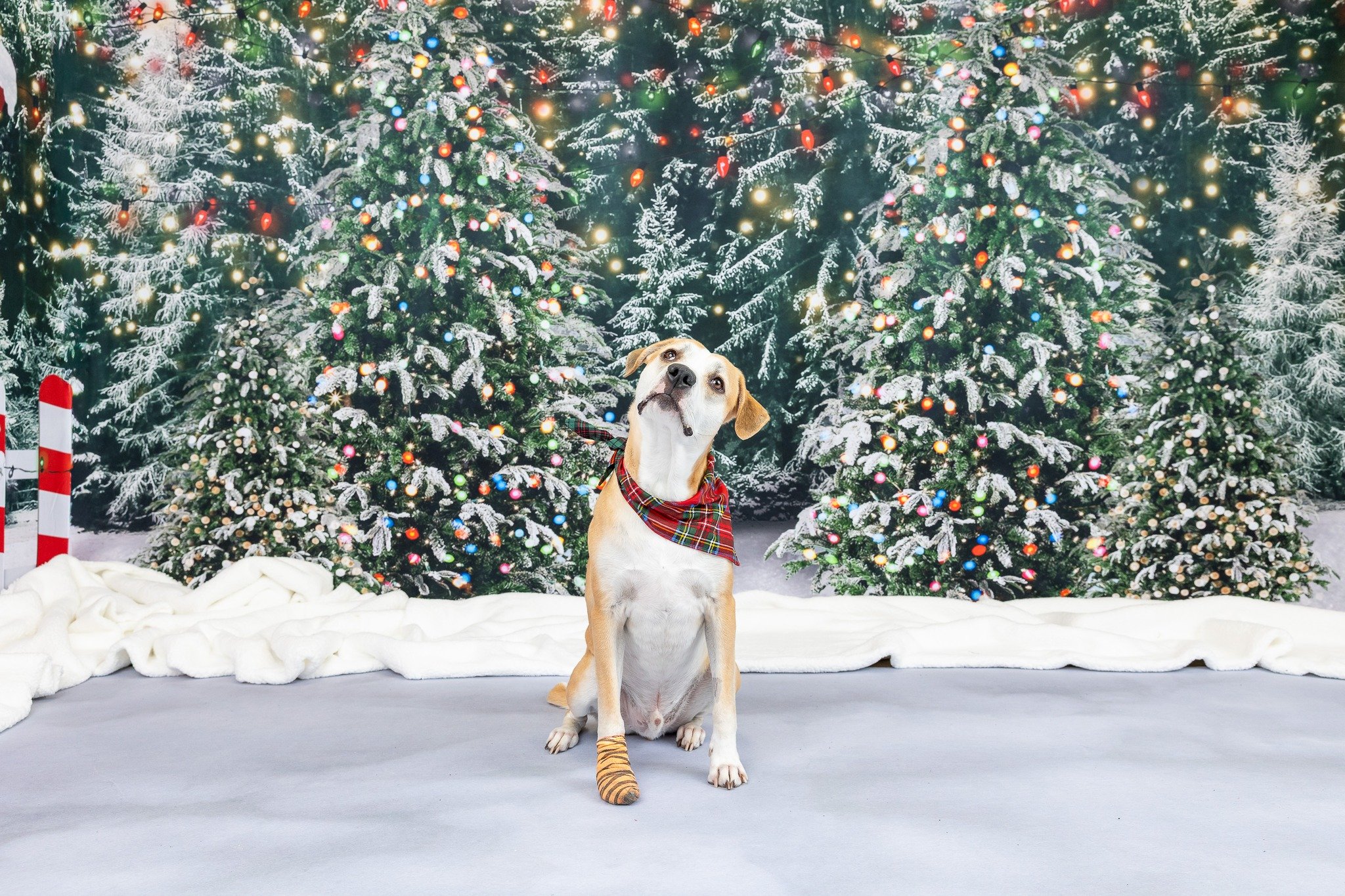 🎄✨ FINAL REMINDER: Sign-ups for Holiday Mini Sessions close tonight, 11/6 at midnight! ✨🎄

I&rsquo;m so excited for this weekend&rsquo;s Holiday Mini Sessions &mdash; the studio is all set with three cozy + festive backdrops, and I can&rsquo;t wait