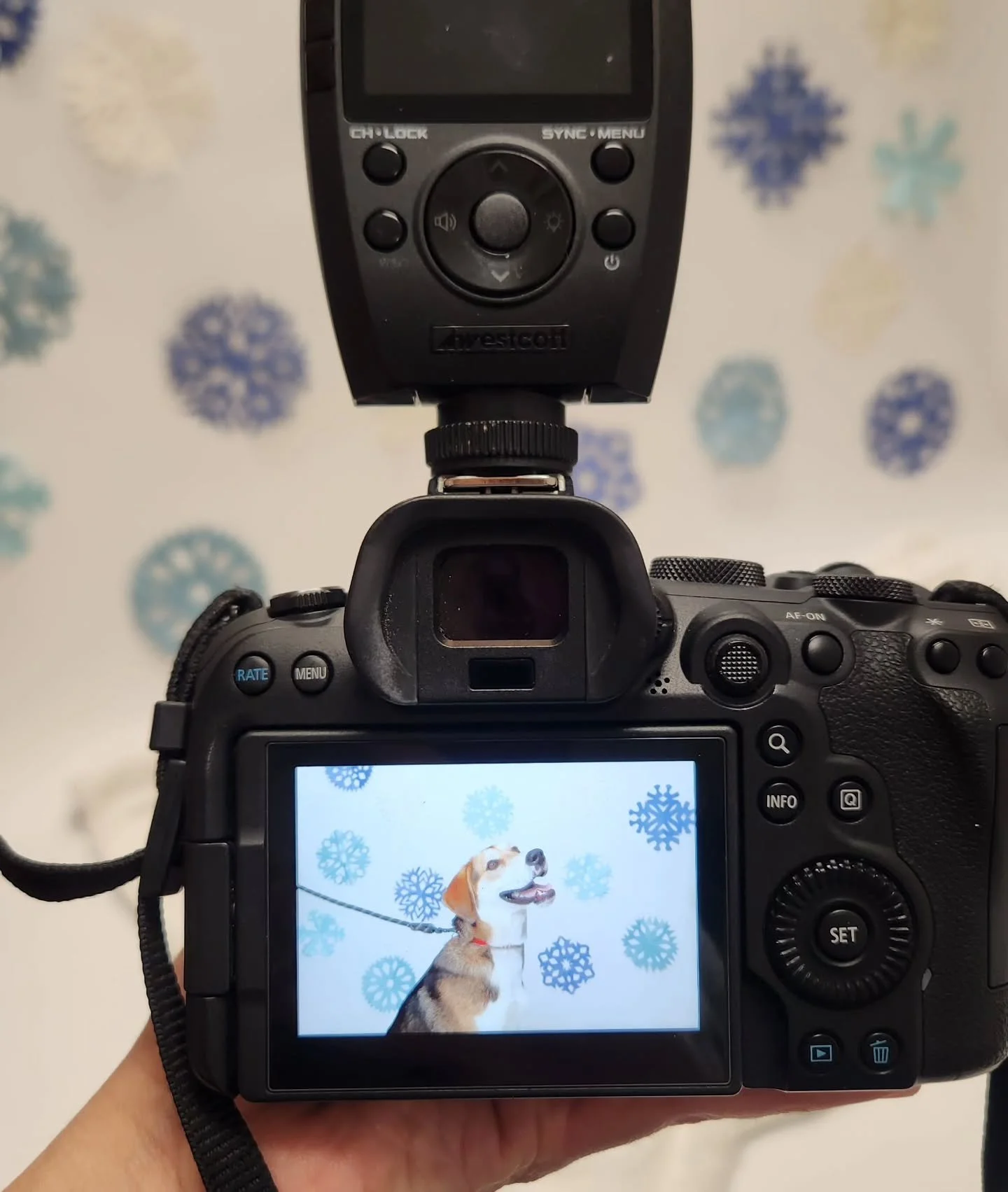 The simplest set-up, made for some beautiful photos at today's monthly &quot;Picture Day&quot; of adoptable pets at @chaanimalshelter today! 

Shown on back of camera: Adoptable dog, Monday! Monday was a natural for the camera -This girl is super swe