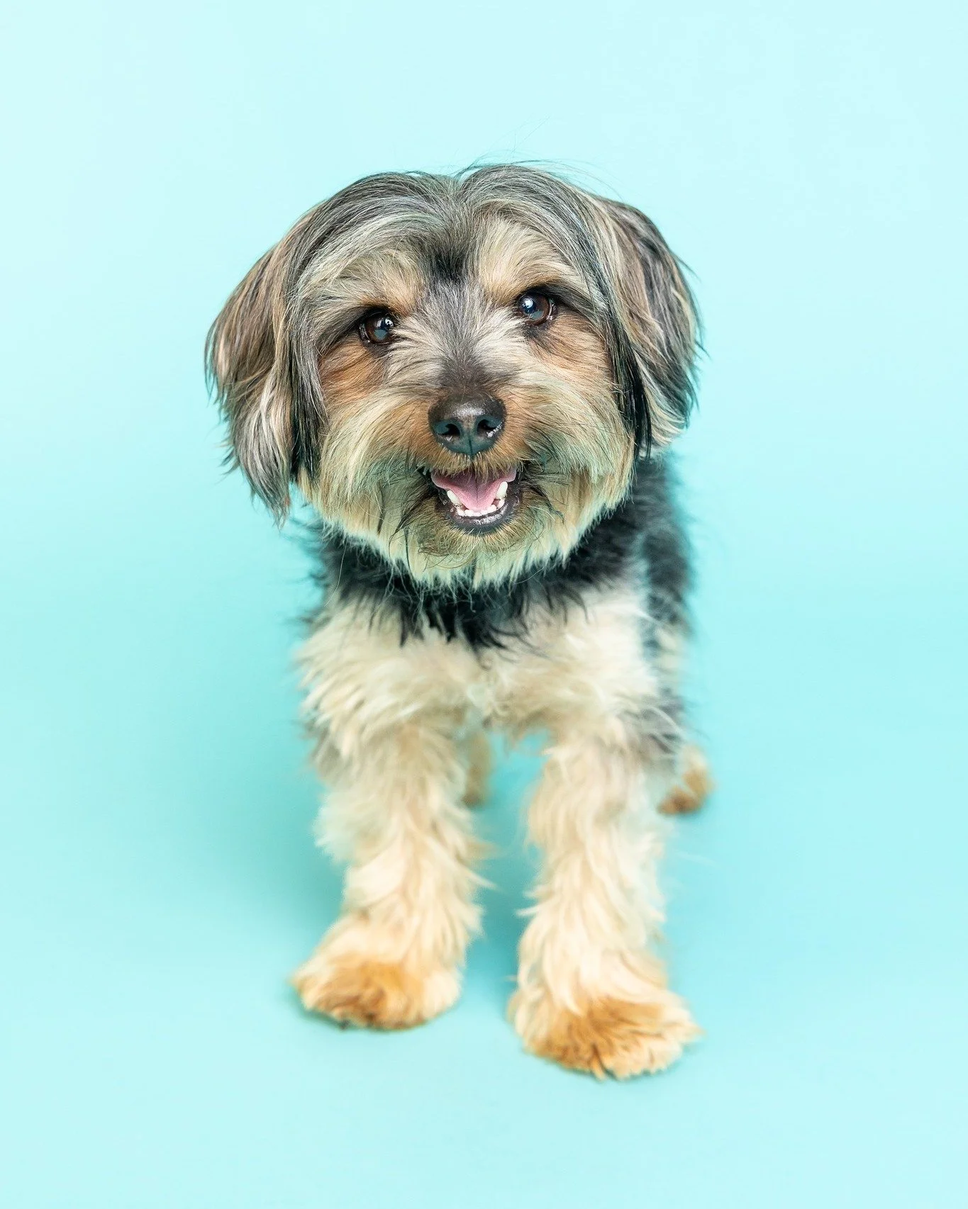 It's the season of love and the perfect time for celebrating the love you share with your dog. ❤

This winter, I&rsquo;m offering a special bonus for pet and family sessions held in February &amp; March - a complimentary 11&times;14 professional prin