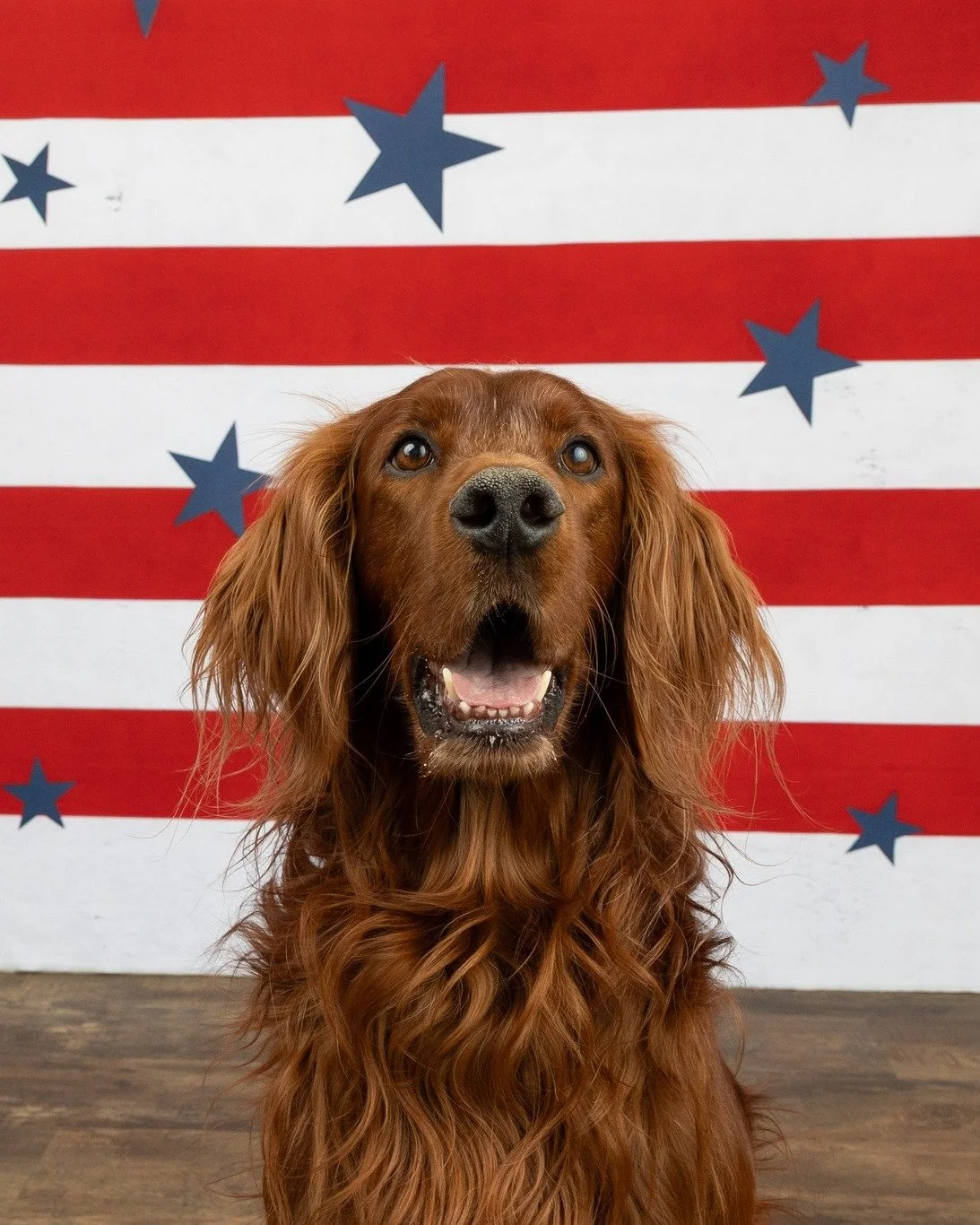 The countdown is on to sign-ups for this year's Dog Days of Summer Mini Session Fundraiser coming up on 6/27 and 6/28! 

Sign-ups open TOMORROW, Monday, 5/18!

This year's sessions benefit local non-profit Friends of the Shelter and will feature 2 fu