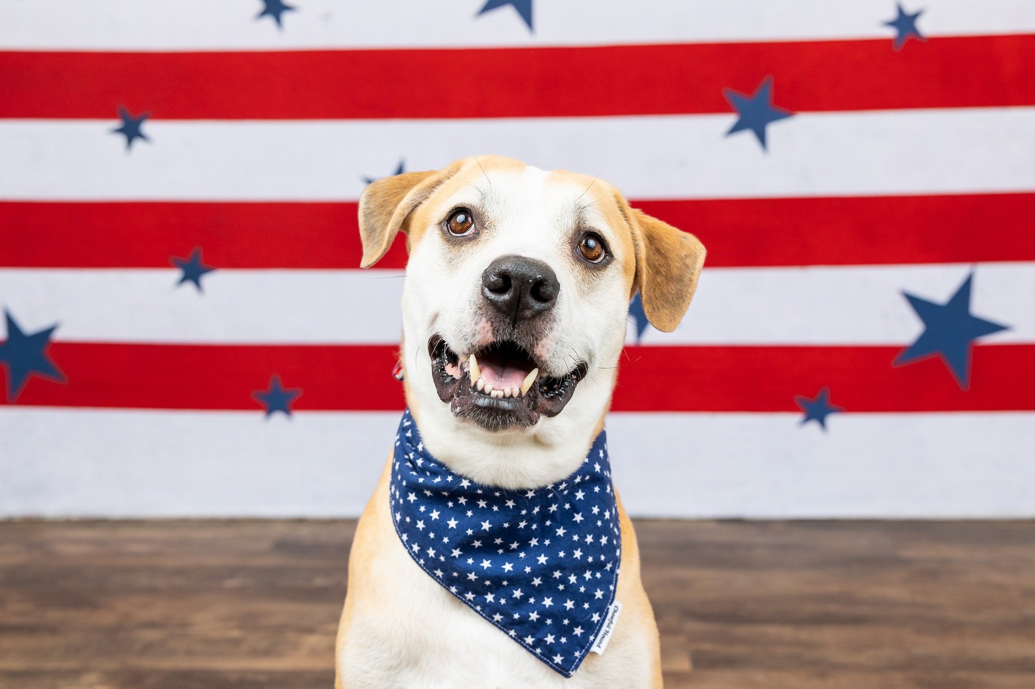 Something colorful is coming this summer&hellip; ☀️🐾🇺🇸🍭

Our 13th Annual Dog Days of Summer Sessions are almost here, and I cannot wait to share this year&rsquo;s fun themes with you! Sessions will be happening on 6/27 &amp; 6/28. Stay tuned for 