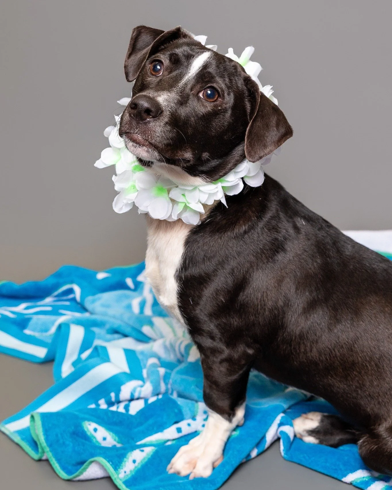 Meet Charles Deetz! This growing puppy is eager to learn and absolutely ready to please. Charles is available for adoption at CHA Animal Shelter  in Columbus, Ohio. @chaanimalshelter 

I had the pleasure of updating his headshots recently, and he&rsq