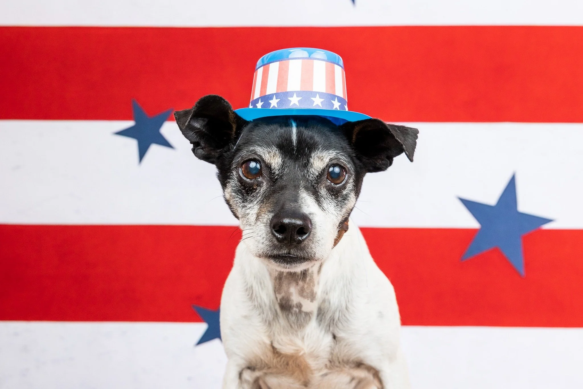 🐾 The Dog Days of Summer Mini Session galleries are now online! ☀️

Thank you to everyone who joined me for this year's Dog Days of Summer Mini Sessions! I had so much fun photographing your wonderful pups and creating these colorful summer portrait