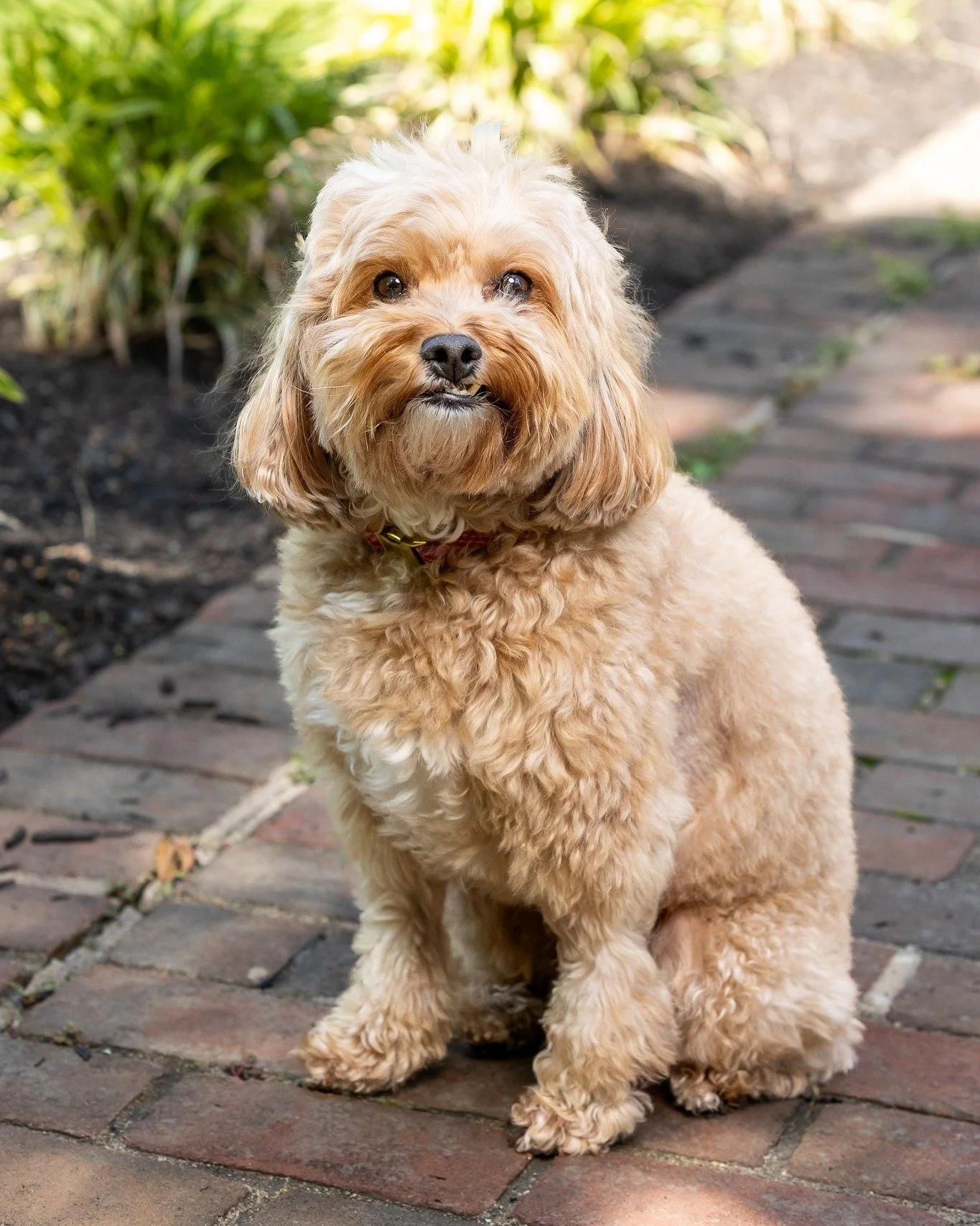Archie's Legacy Session ❤️
Meet Archie, a sweet 4-year-old Cavapoo who is deeply loved by his family.

When they learned of Archie's cancer diagnosis, they decided to schedule a Legacy Session while he was still feeling like himself. Rather than focu