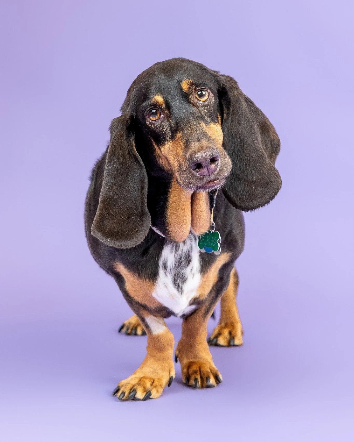 Lottie &amp; Miley ❤️

Lottie (tri-color) and Miley (lemon) are two very sweet Basset Hounds whose mom scheduled this session after learning that Lottie's cancer had returned. She wanted to make sure they had beautiful photos of both girls together a