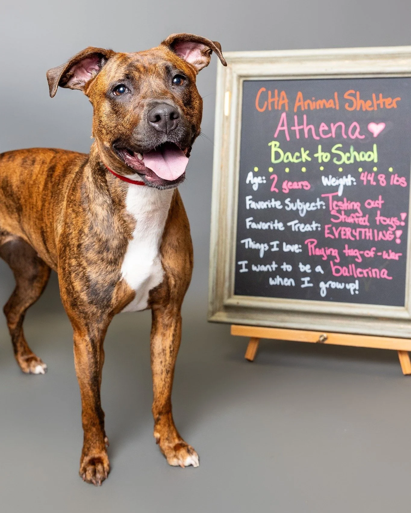 🎒📚 School is in session at CHA Animal Shelter ! @chaanimalshelter 

Athena, Beethoven, Lilo, and Princess are bringing all the back-to-school vibes and they&rsquo;re all currently available for adoption! 🐾❤️

We had so much fun creating these ador