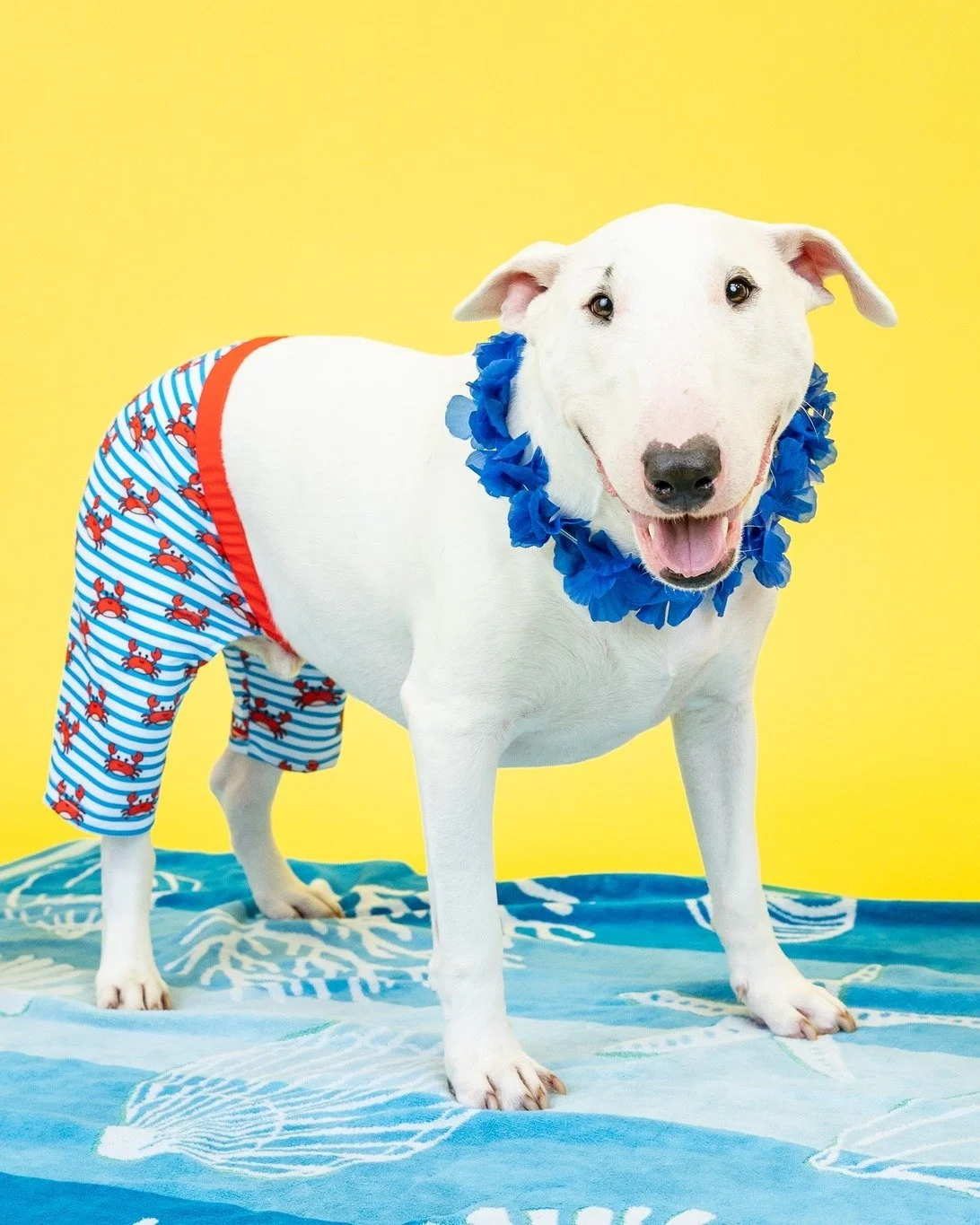 Who else is soaking up the last days of summer this Labor Day weekend? Willy is ready, swim trunks and all. This sweet guy's crabby swim trunks are a 10 out of 10!

#PetPhotography #DogPhotography #ColumbusOhio #LaborDayWeekend  #MuschlitzPhotography