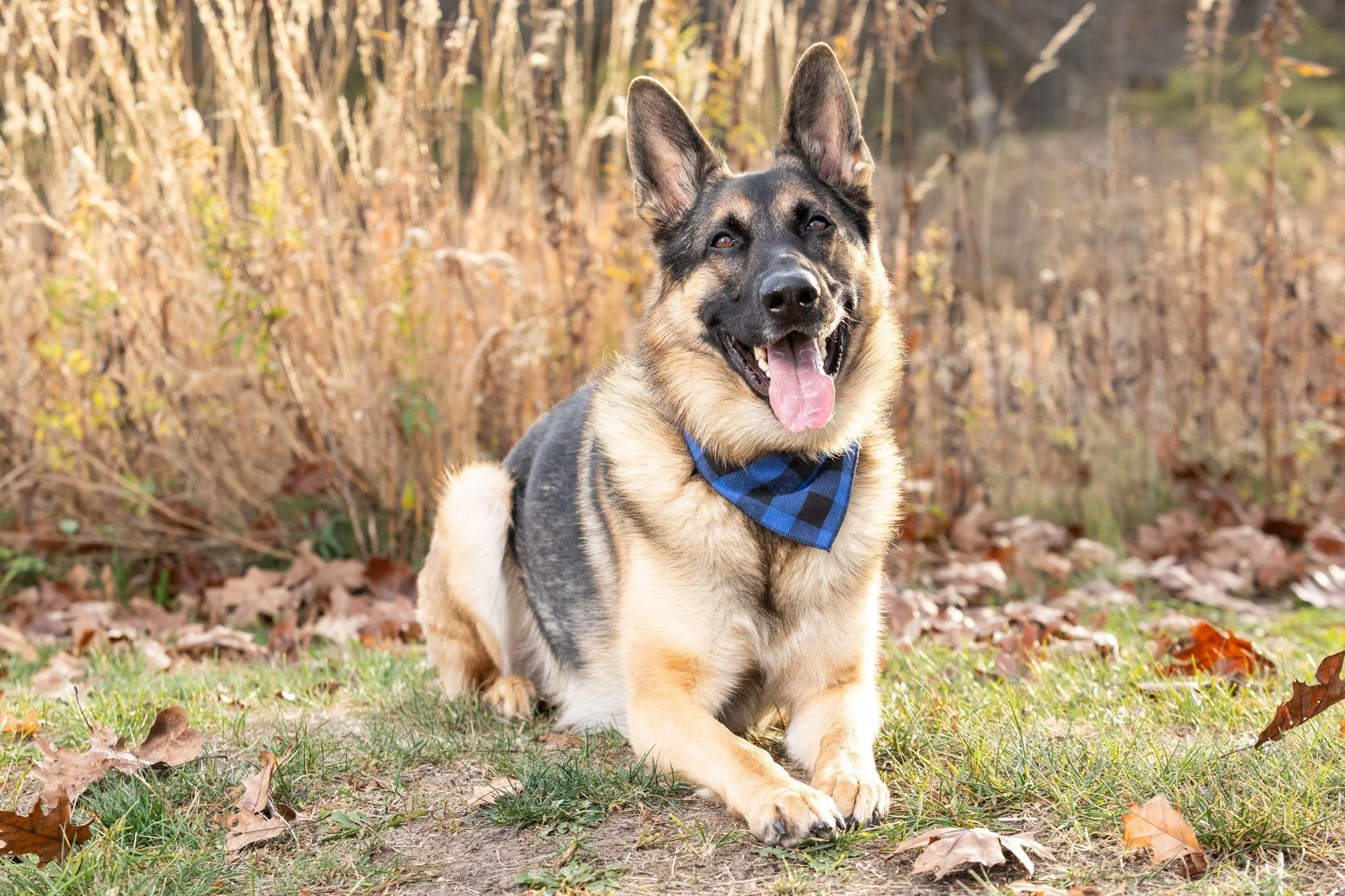 🍂 Fall Sessions are almost fully booked!
I can't believe how quickly fall is filling up! I'm so excited to see so many familiar faces (and pups!) this season, along with some new ones. 🐾

If you've been thinking about updating your family portraits
