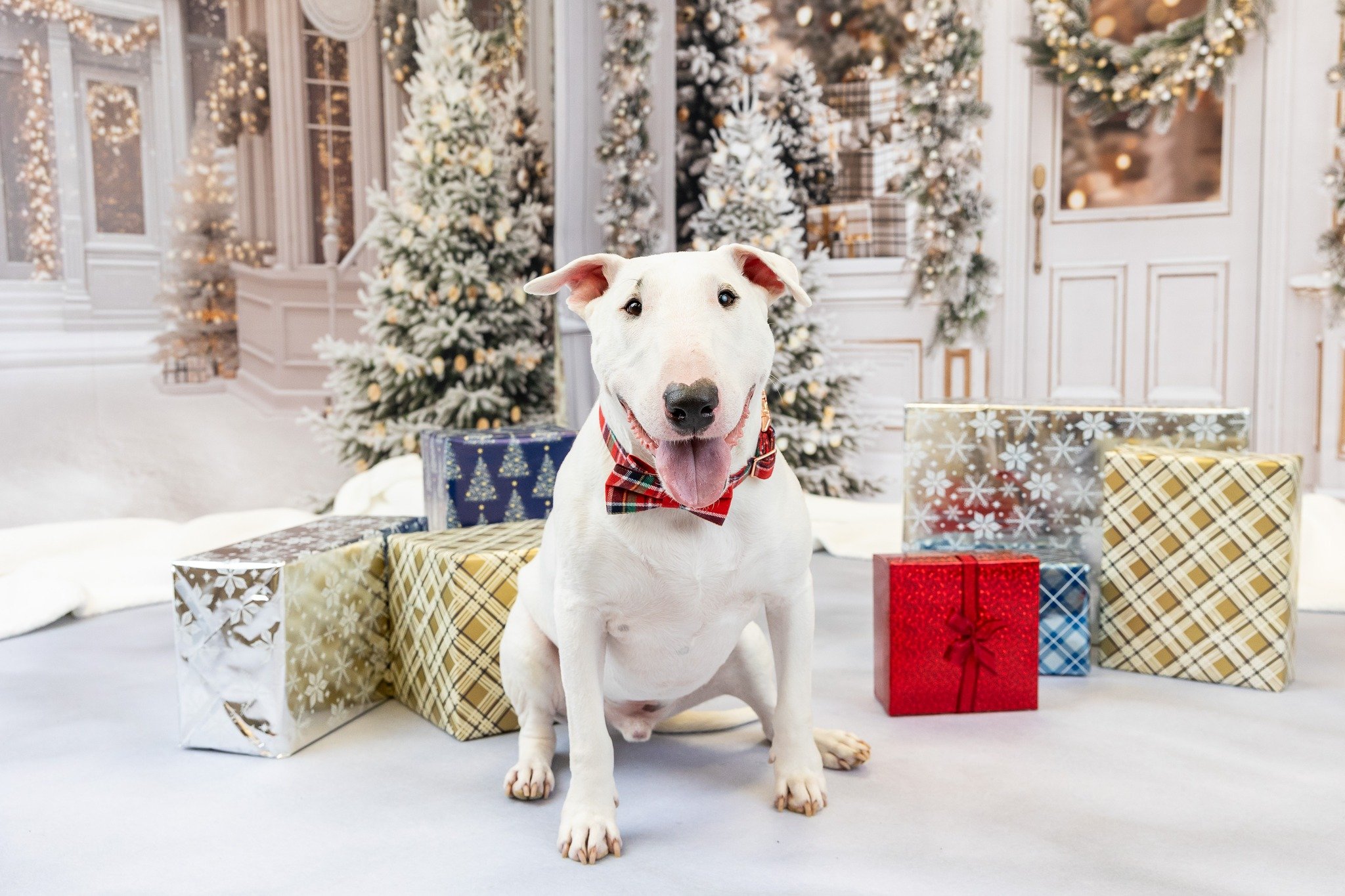 🎄 Holiday Mini Sessions are officially OPEN for booking! 🎄
It's time to get those holiday portraits on the calendar! I'm so excited to welcome you and your four-legged family members back to the studio for another season of festive fun! ❤️🐾

This 