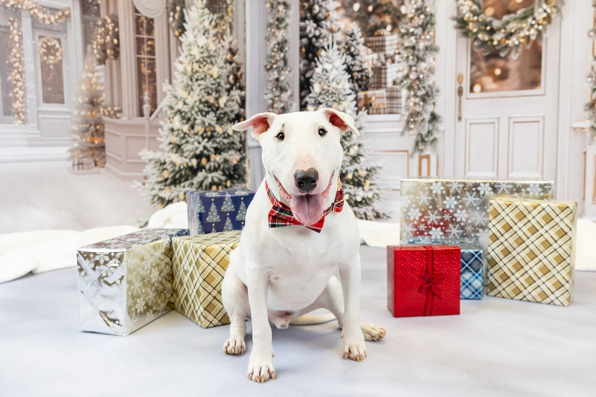 🎄✨ Holiday Minis are just around the corner! (Link in Bio!)

It's almost time for one of my favorite traditions of the year&mdash;welcoming familiar faces and new furry friends into the studio for some holiday magic! 🐾❤️

This year's Holiday Mini S
