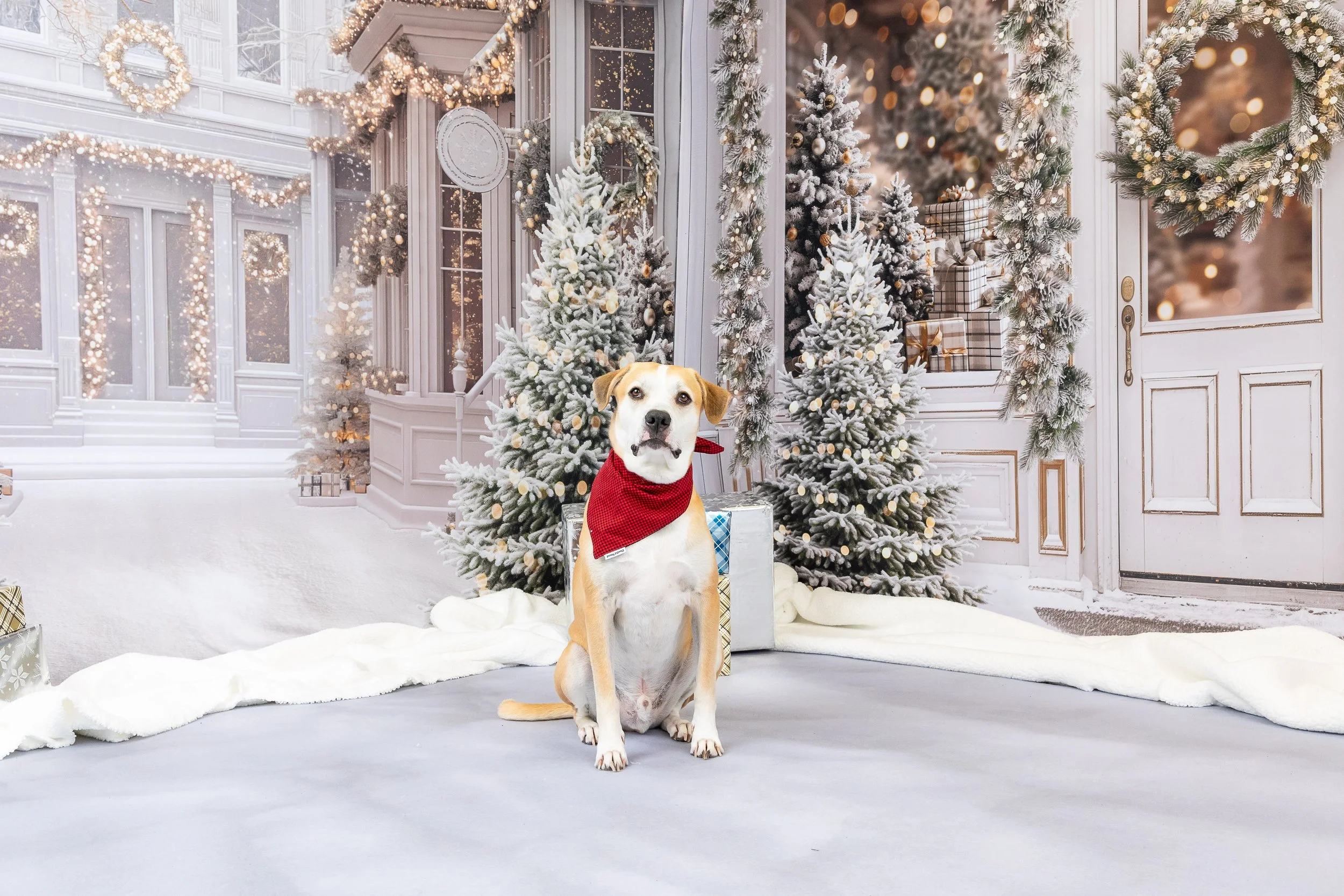 Snowy Street Scene and Winter Store Front Backdrops