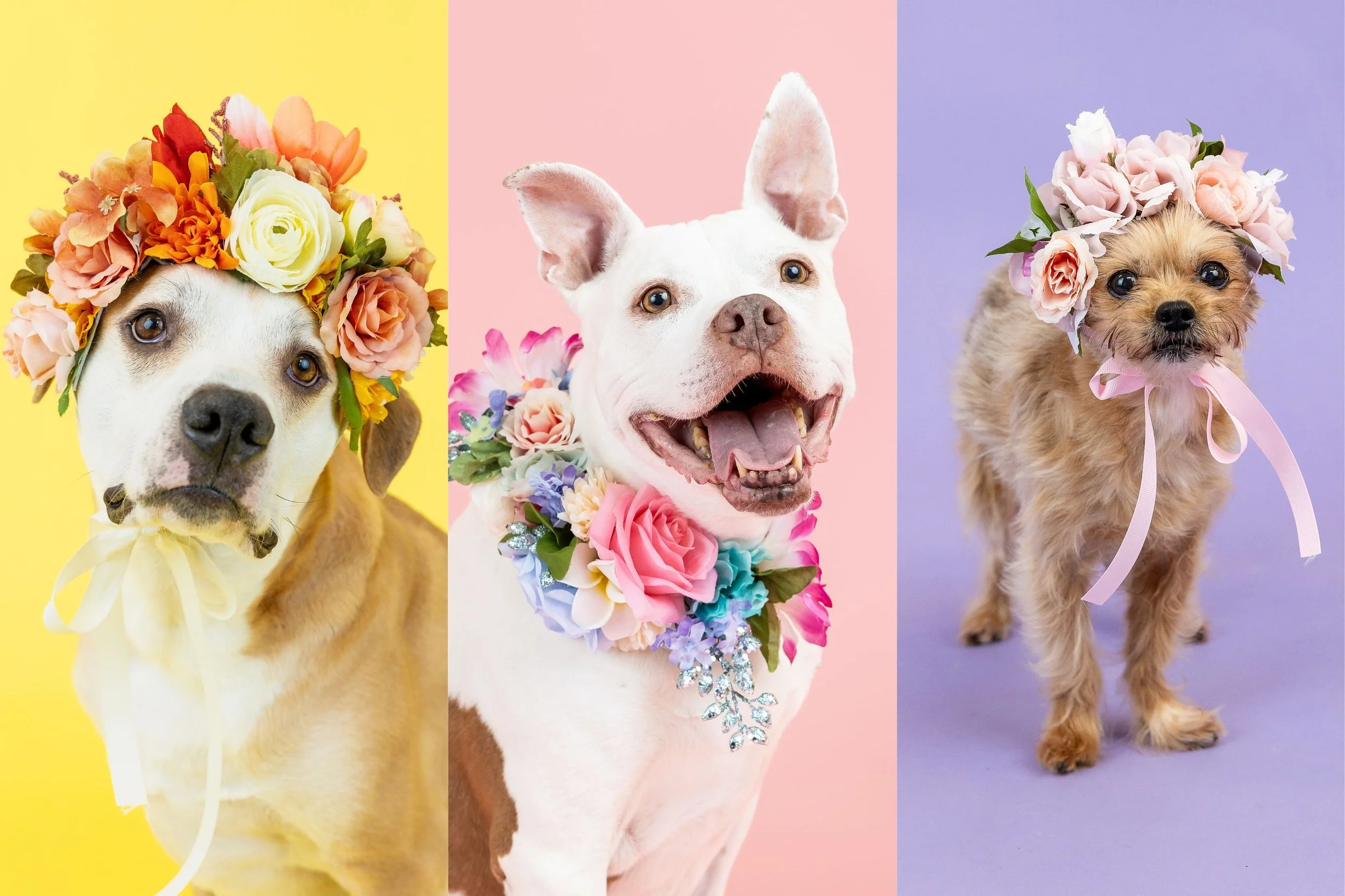 Dog Flower Crown Sessions Columbus, Ohio