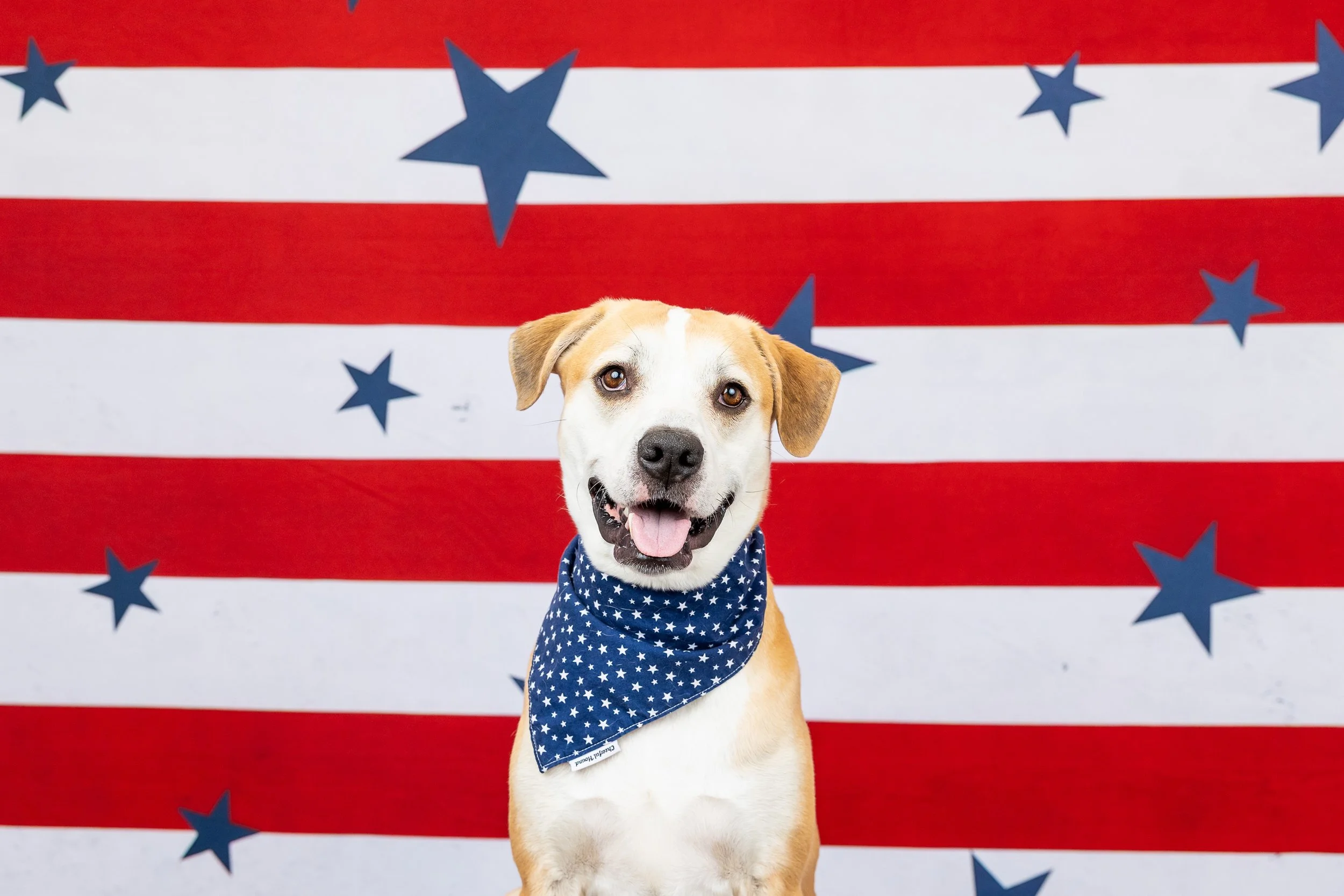 Dog Days of Summer Mini Sessions