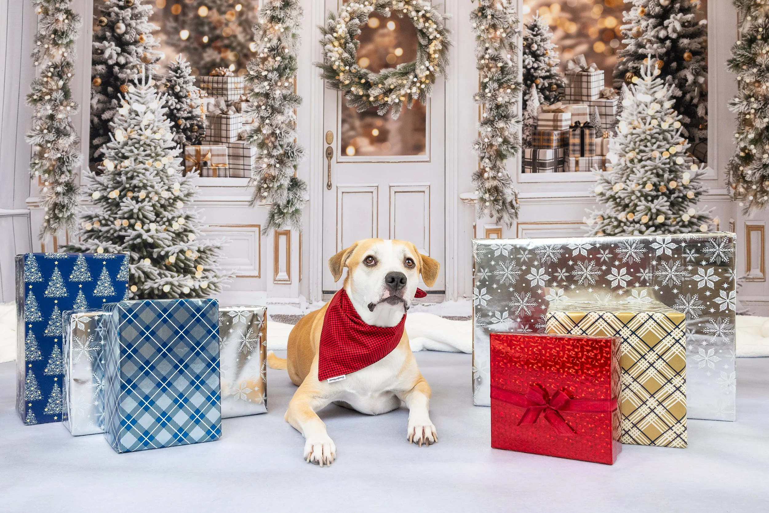 Winter Storefront with Dog and Gift Boxes