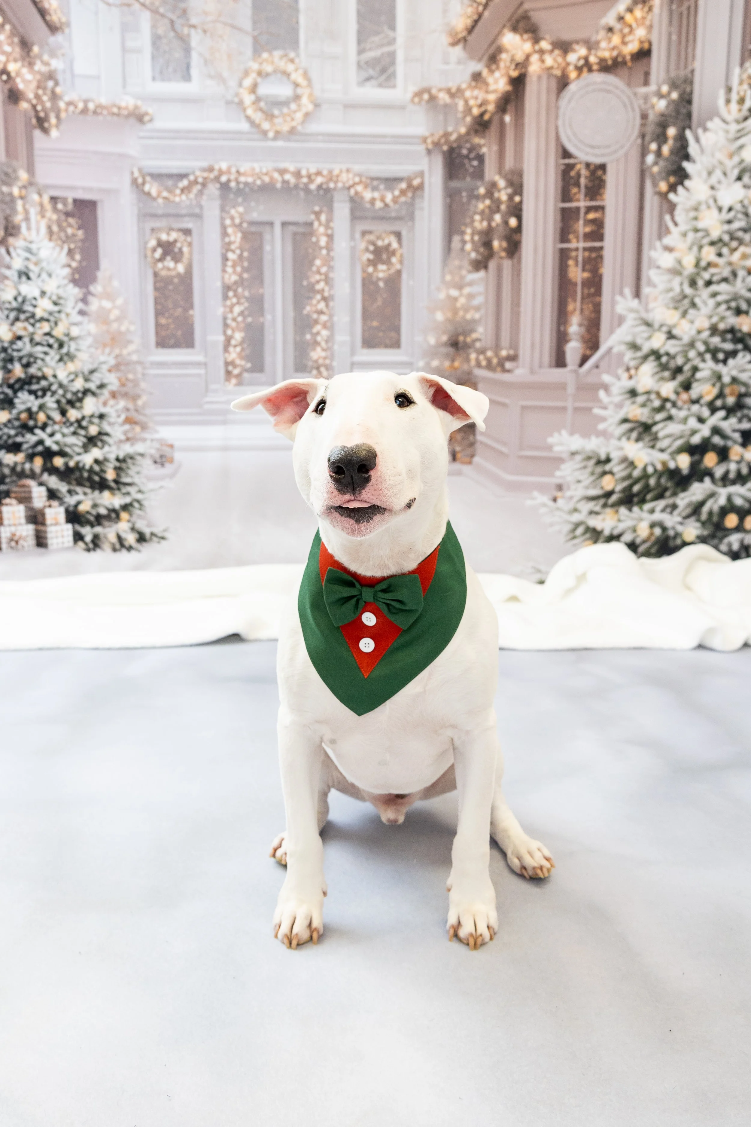 Snowy Main Street with dog-2026 Holiday Mini Sessions Columbus, Ohio