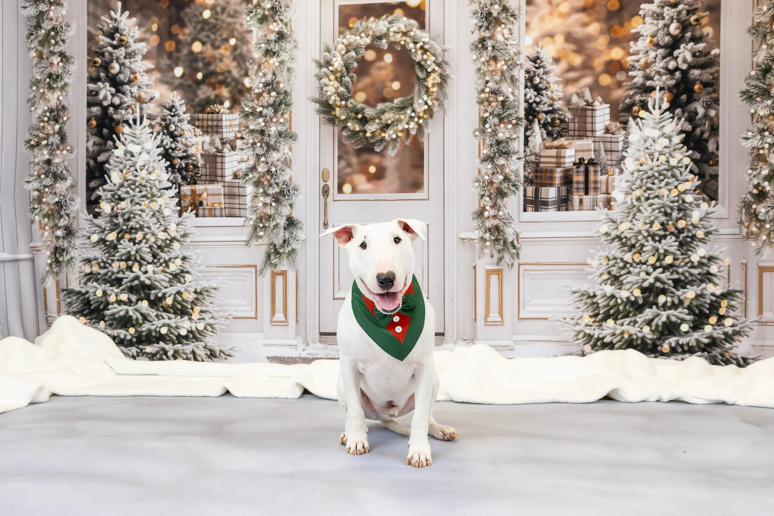 Winter Storefront Backdrop with dog-2026 Holiday Mini Sessions Columbus, Ohio