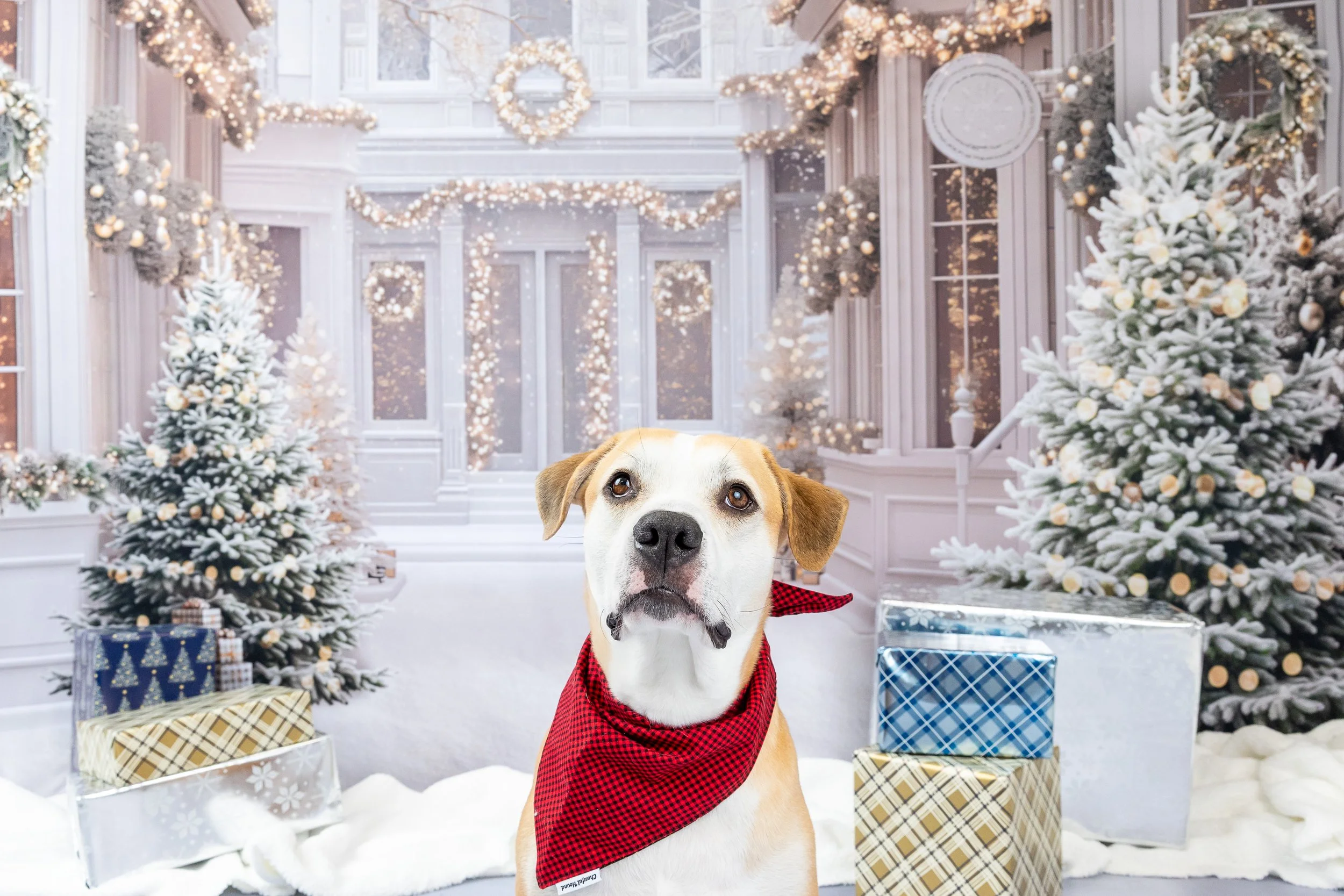 Snowy Main Street Backdrop with dog-2026 Holiday Mini Sessions Columbus, Ohio