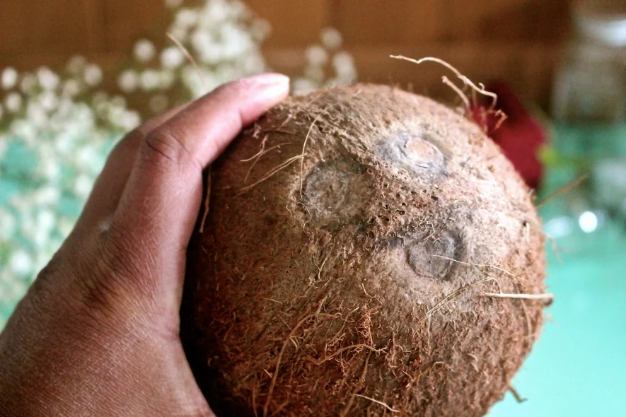 Coconut.jpg