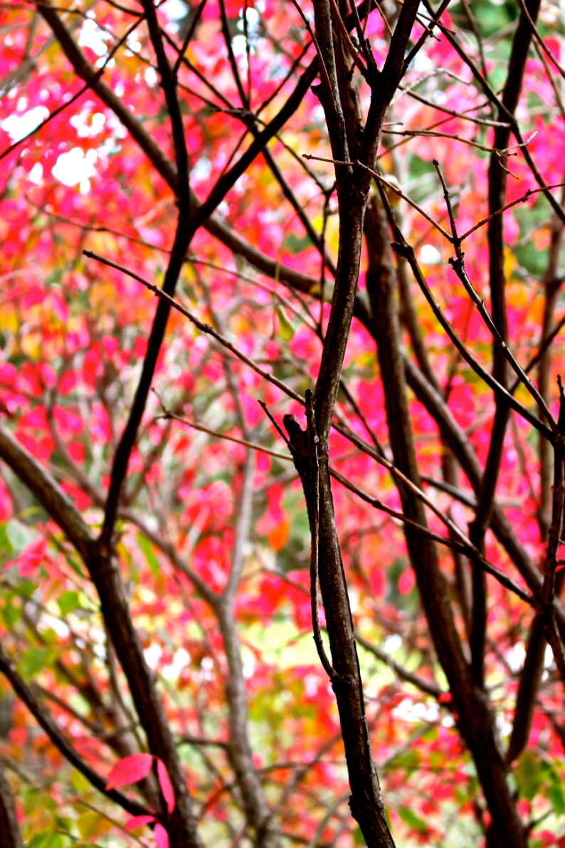Leaves14.jpg