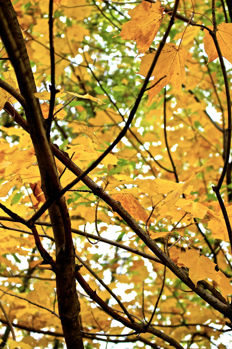 Leaves 6.jpg