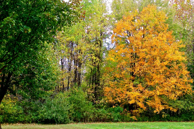 Leaves 3.jpg