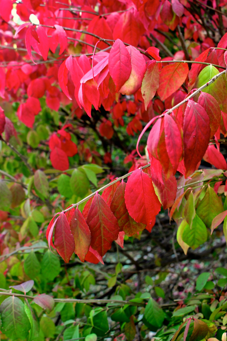 Leaves 8.jpg