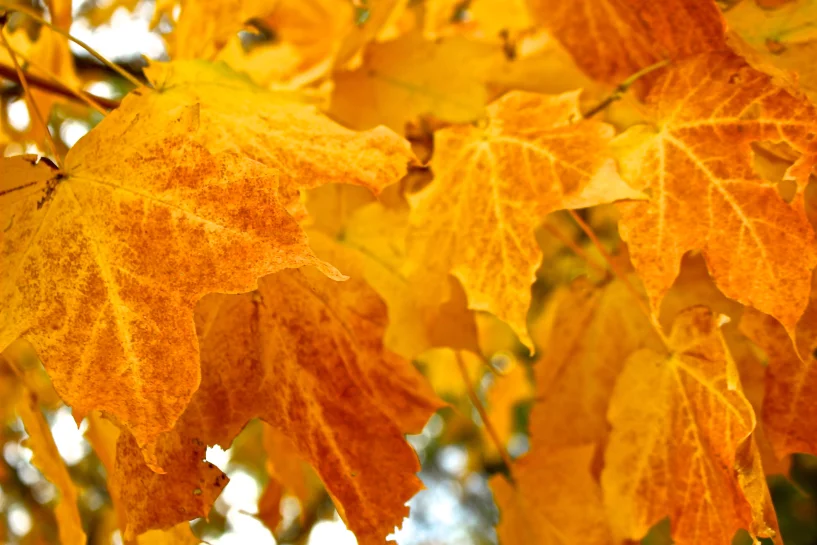 Turn your Leaves into FREE Mulch!