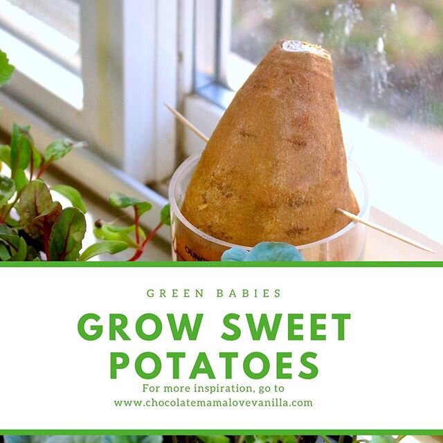 Amazing what things will sprout with just some Sun and Water!⁠⠀
#growwhatyoueat⁠⠀
#socialgarden #sweetpotatoesrule⁠⠀
.⁠⠀
.⁠⠀
.⁠⠀
.⁠⠀
.⁠⠀
.⁠⠀
.⁠⠀
#greenthumb #organicgardening #kitchengarden⁠⠀
#growyourownfood #growing #growingvegetables⁠⠀
#homegrowns