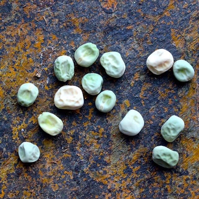 When I grow Pea's in the Garden, they barely make it inside the house, I just start eating them as I see them and it's the most amazing sweet and crisp taste you'll never get from the grocery store.⁠⠀
#Growyourownfood #Organicgardening #Pealover⁠⠀
.⁠