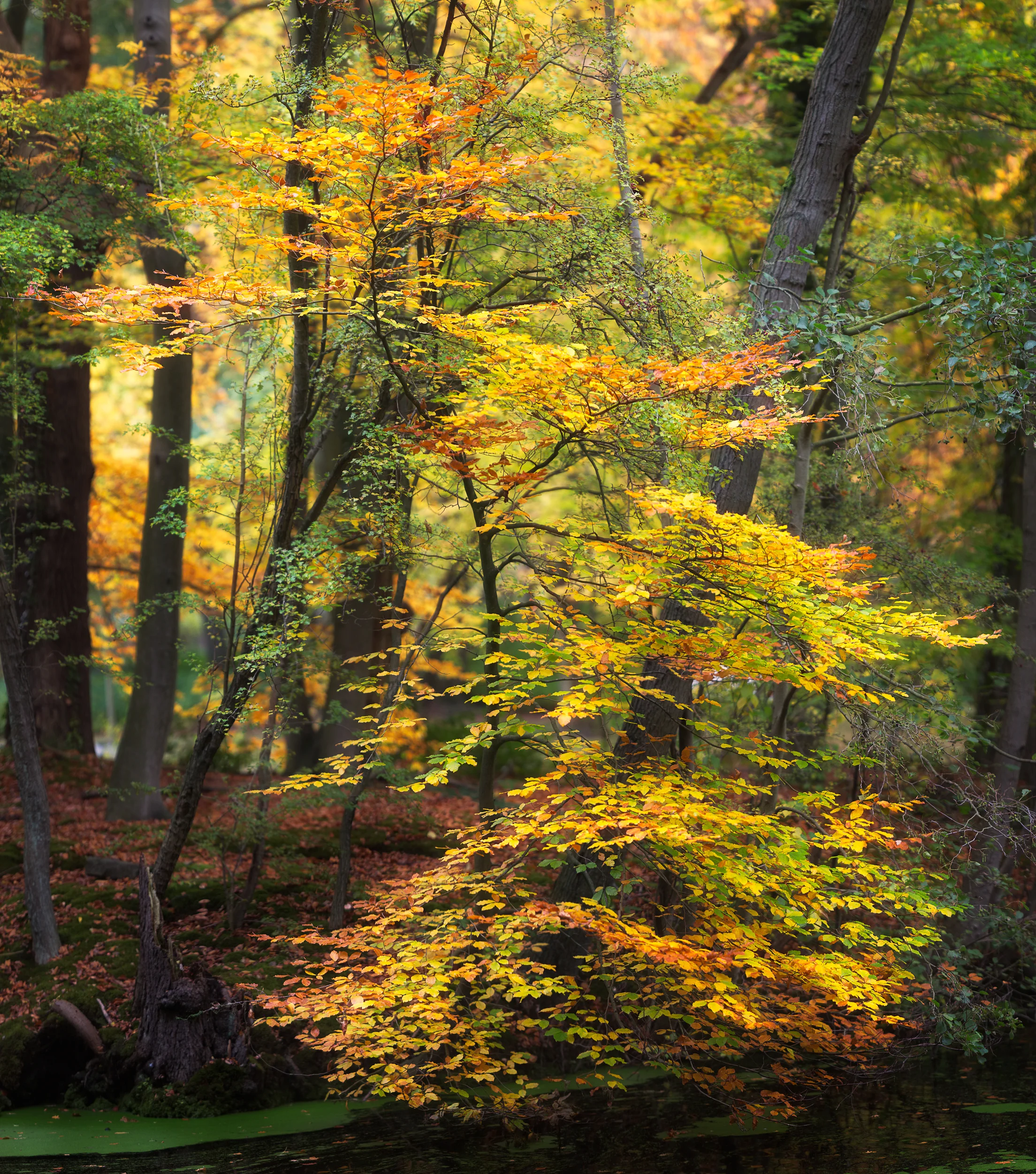 Autumn Before The Fall