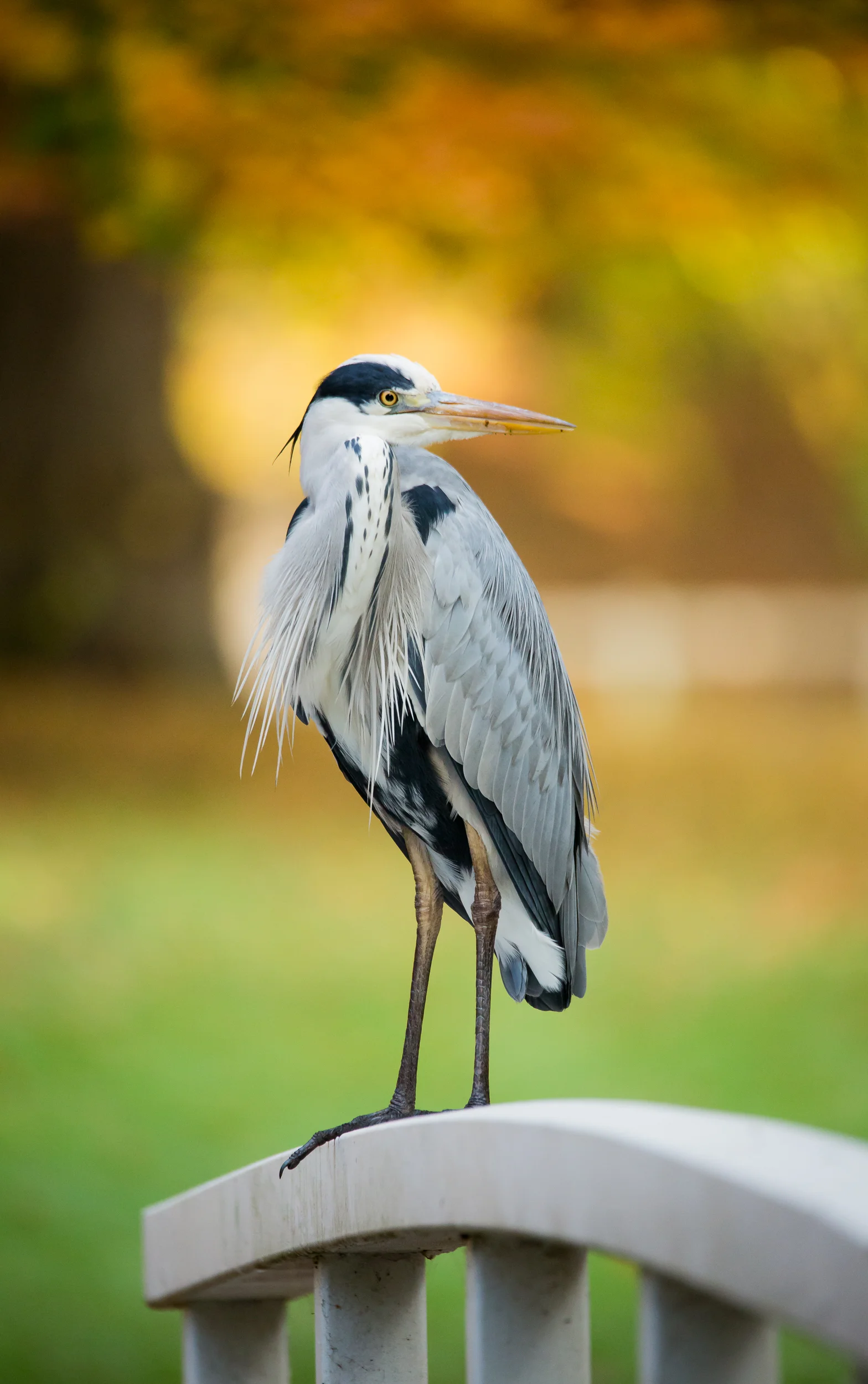 Grey Heron