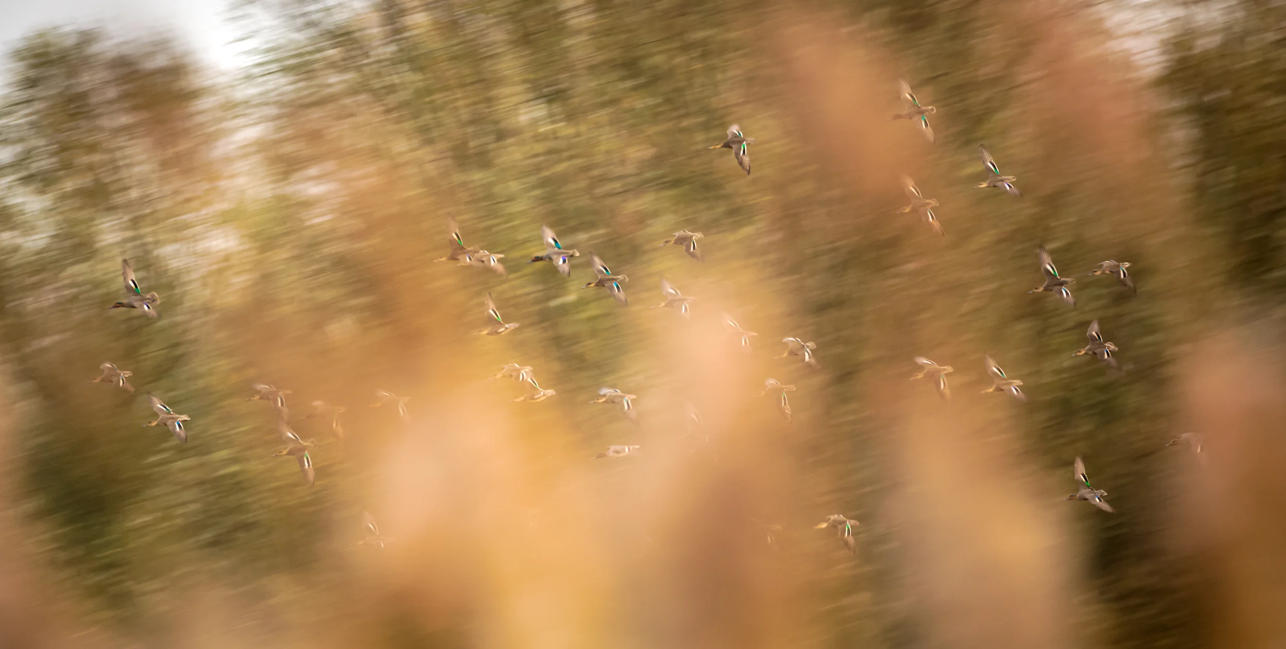 Speedy Teals
