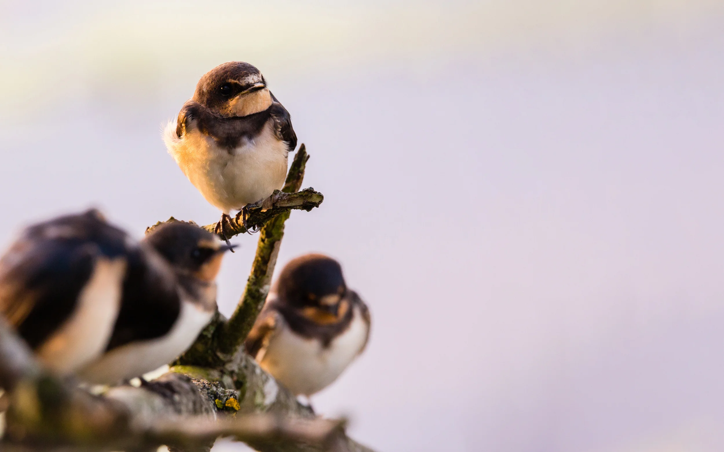 Barn Swallows