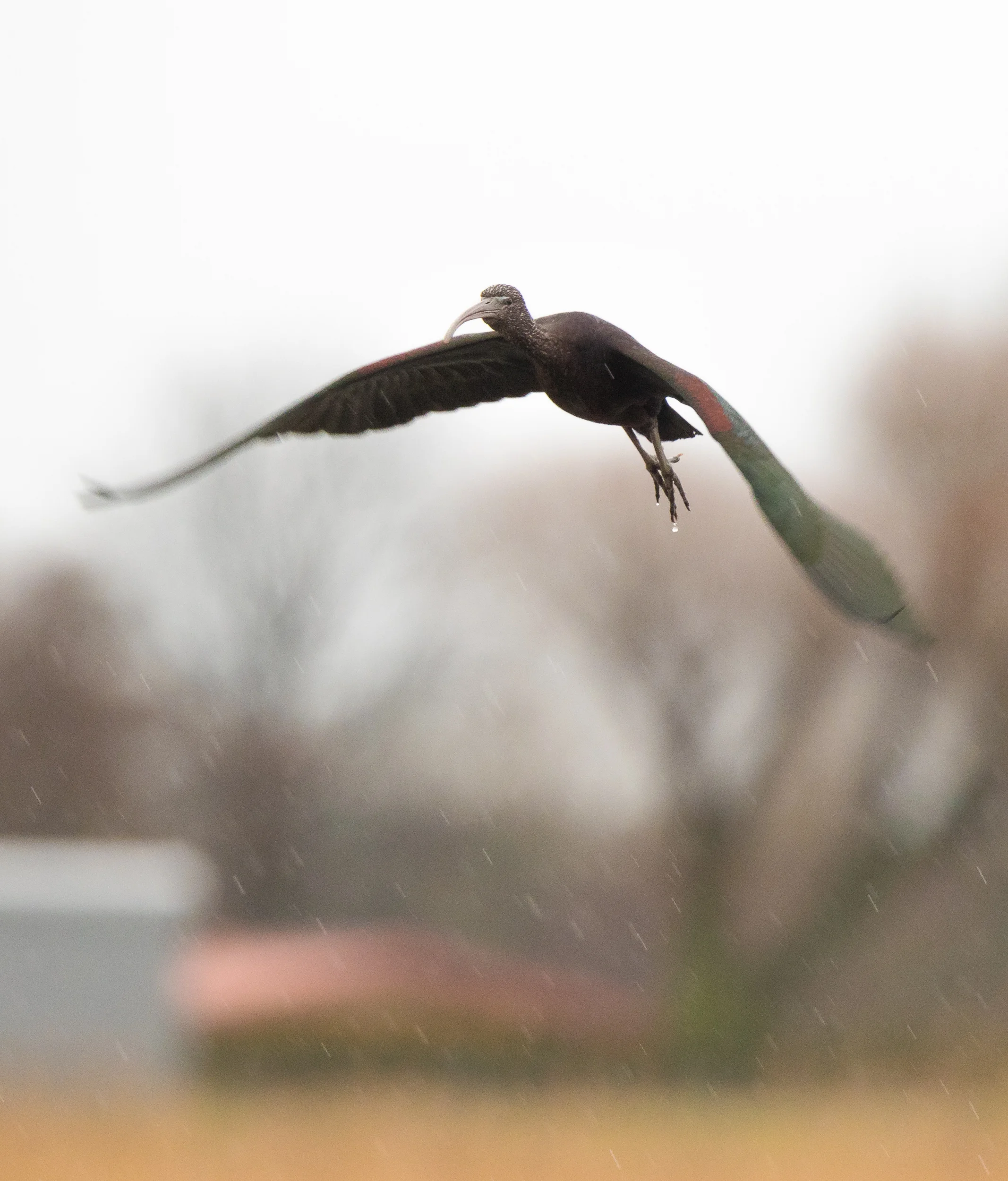 Glossy Ibis