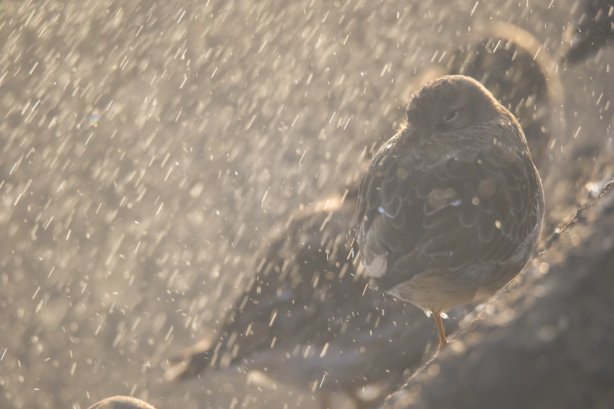 Purple Sandpiper