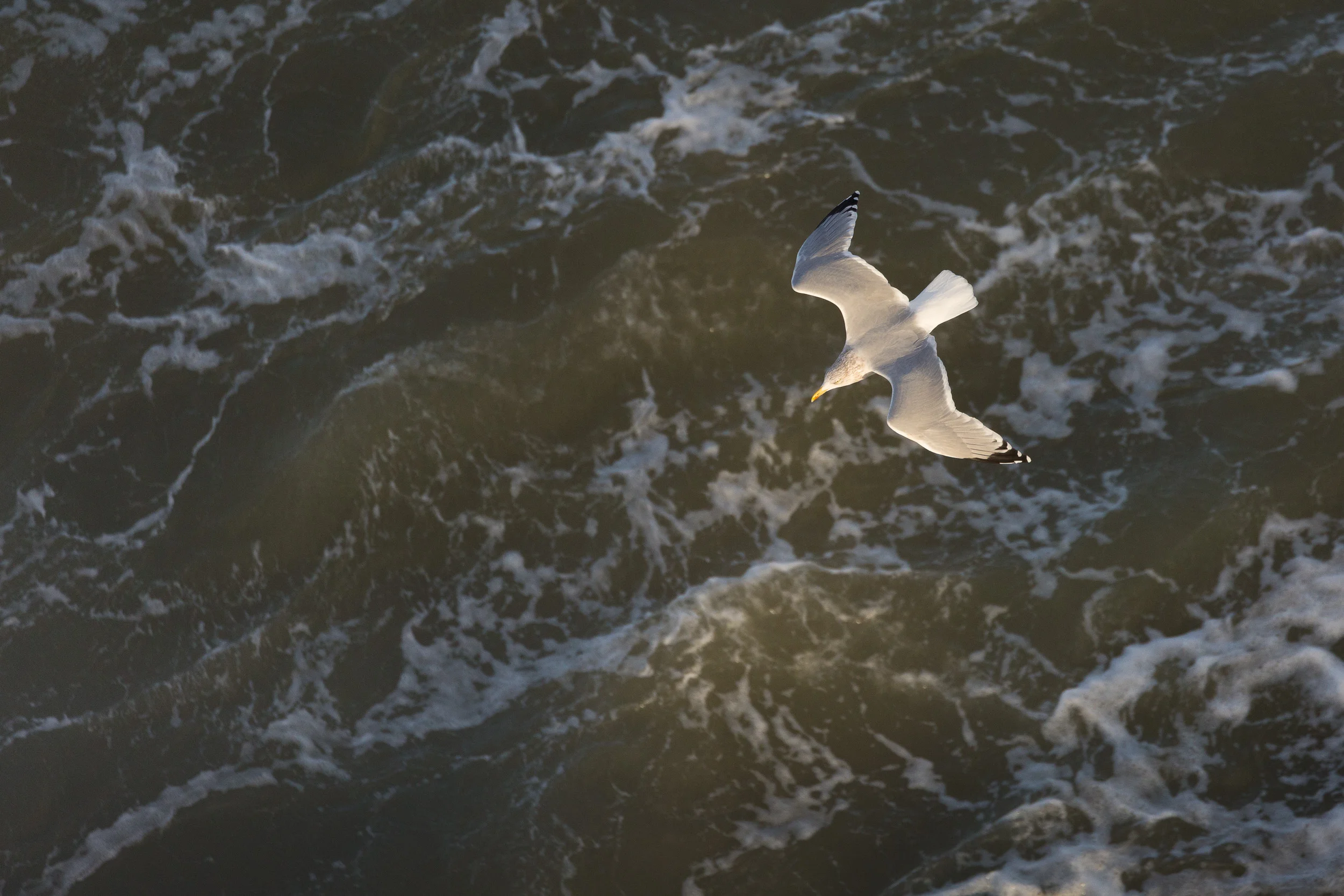 Herring Gull (Larus argentatus)
