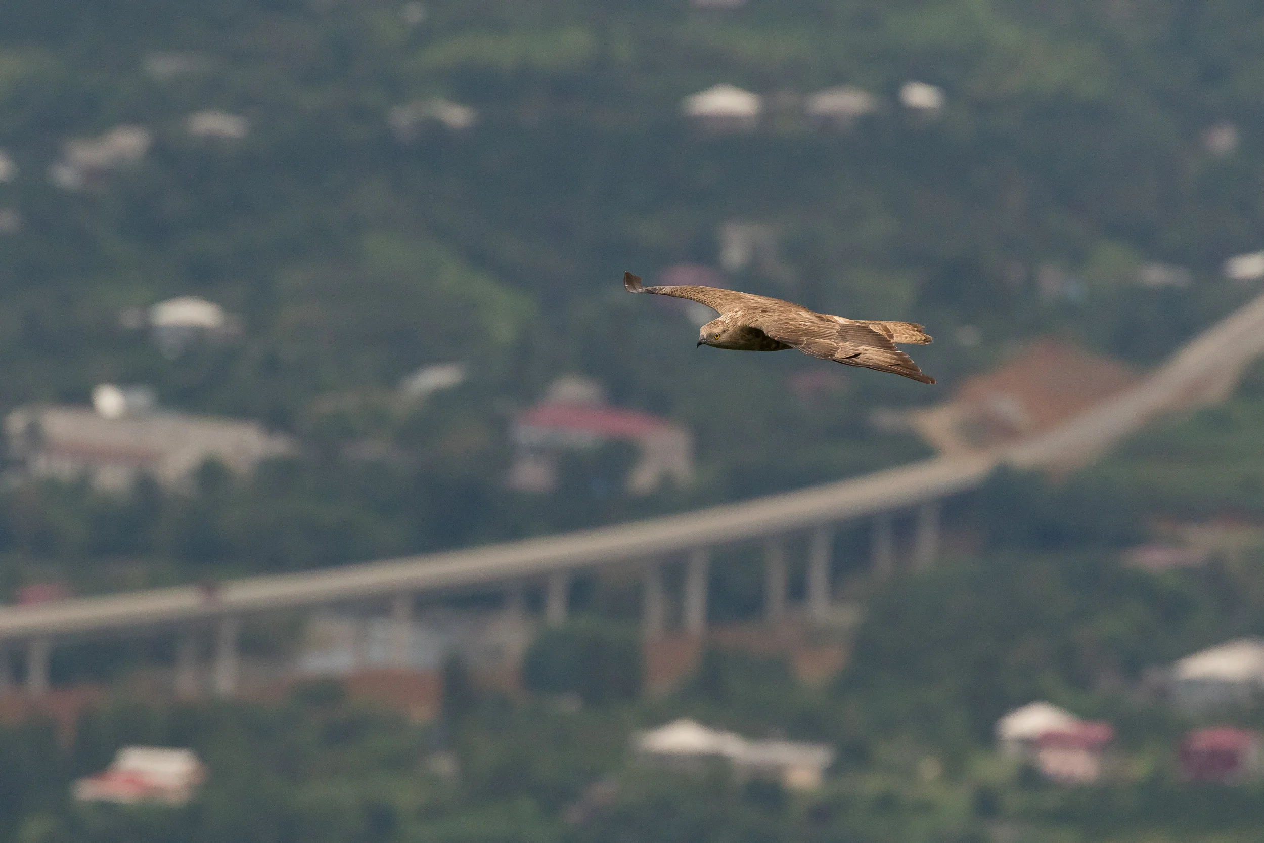 Honey Buzzard (Pernis apivorus)