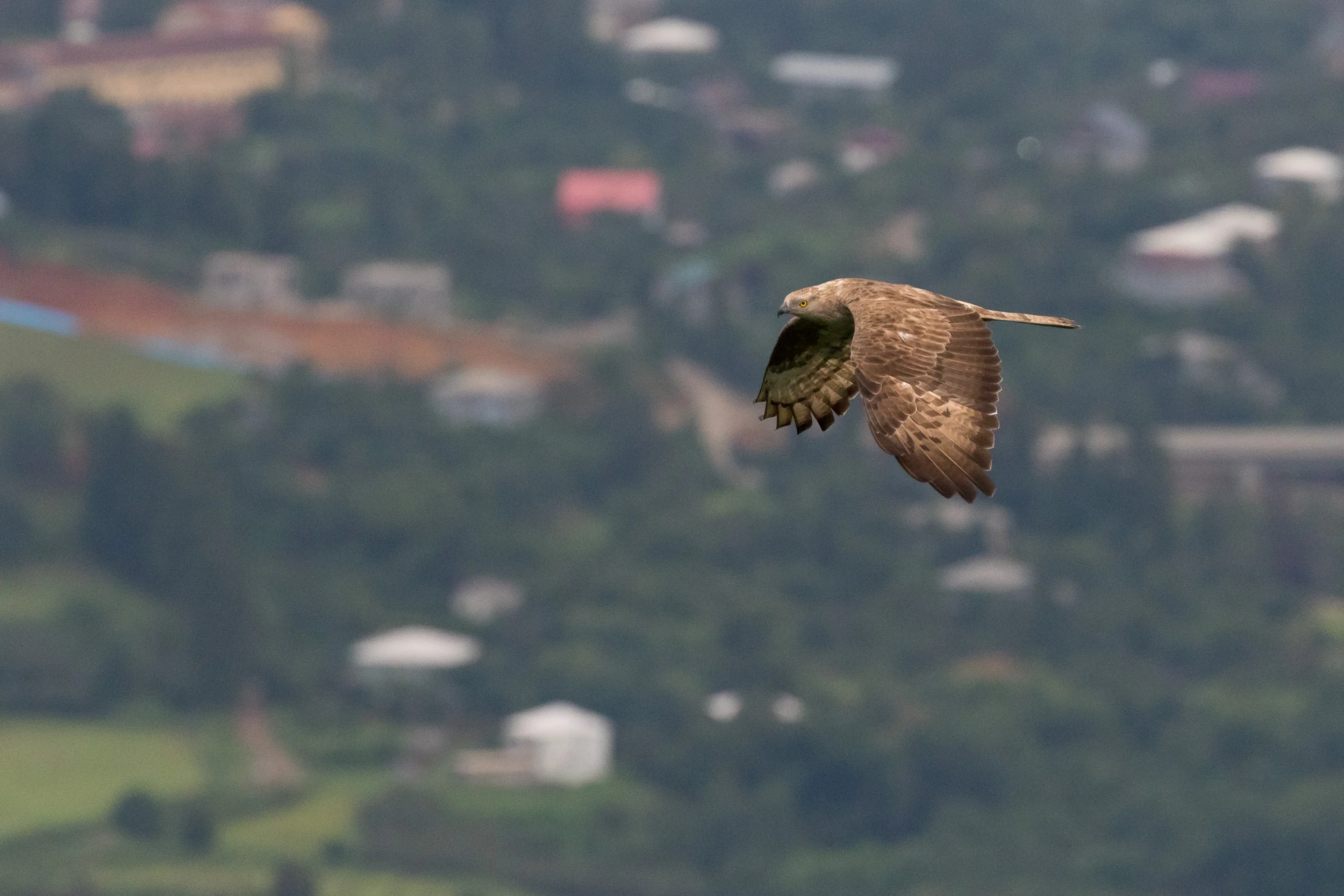 Honey Buzzard (Pernis apivorus)