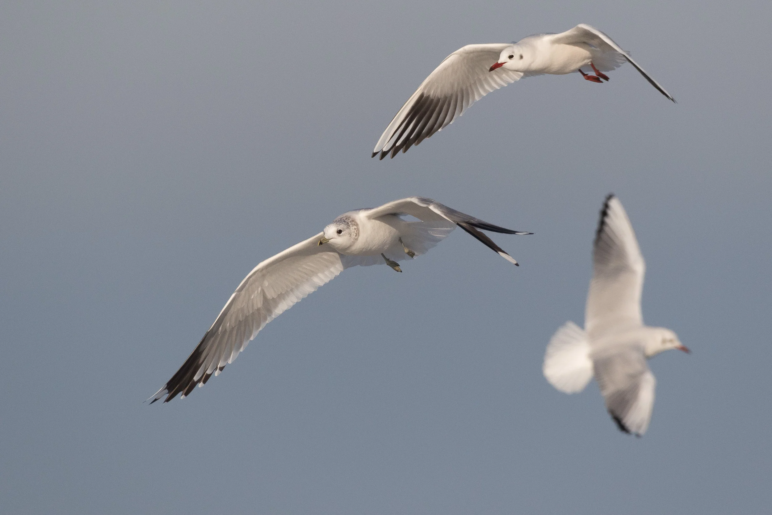 Common Gull (Larus canus) & Black-headed Gulls (Chroicocephalus ridibundus