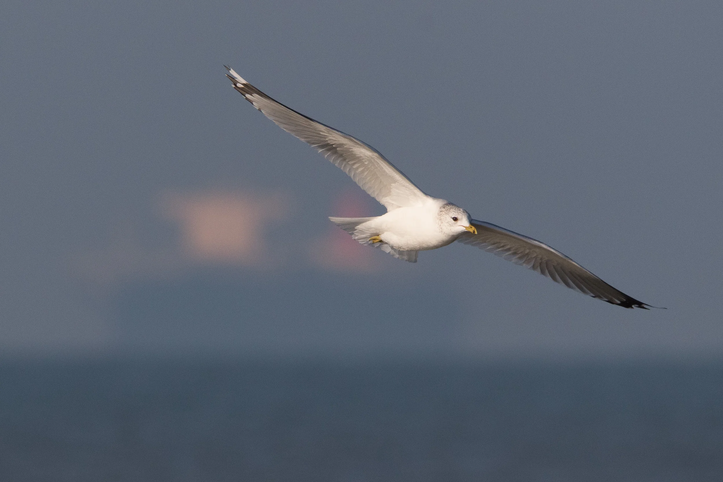 20170121-Gullfest Scheveningen-20.jpg