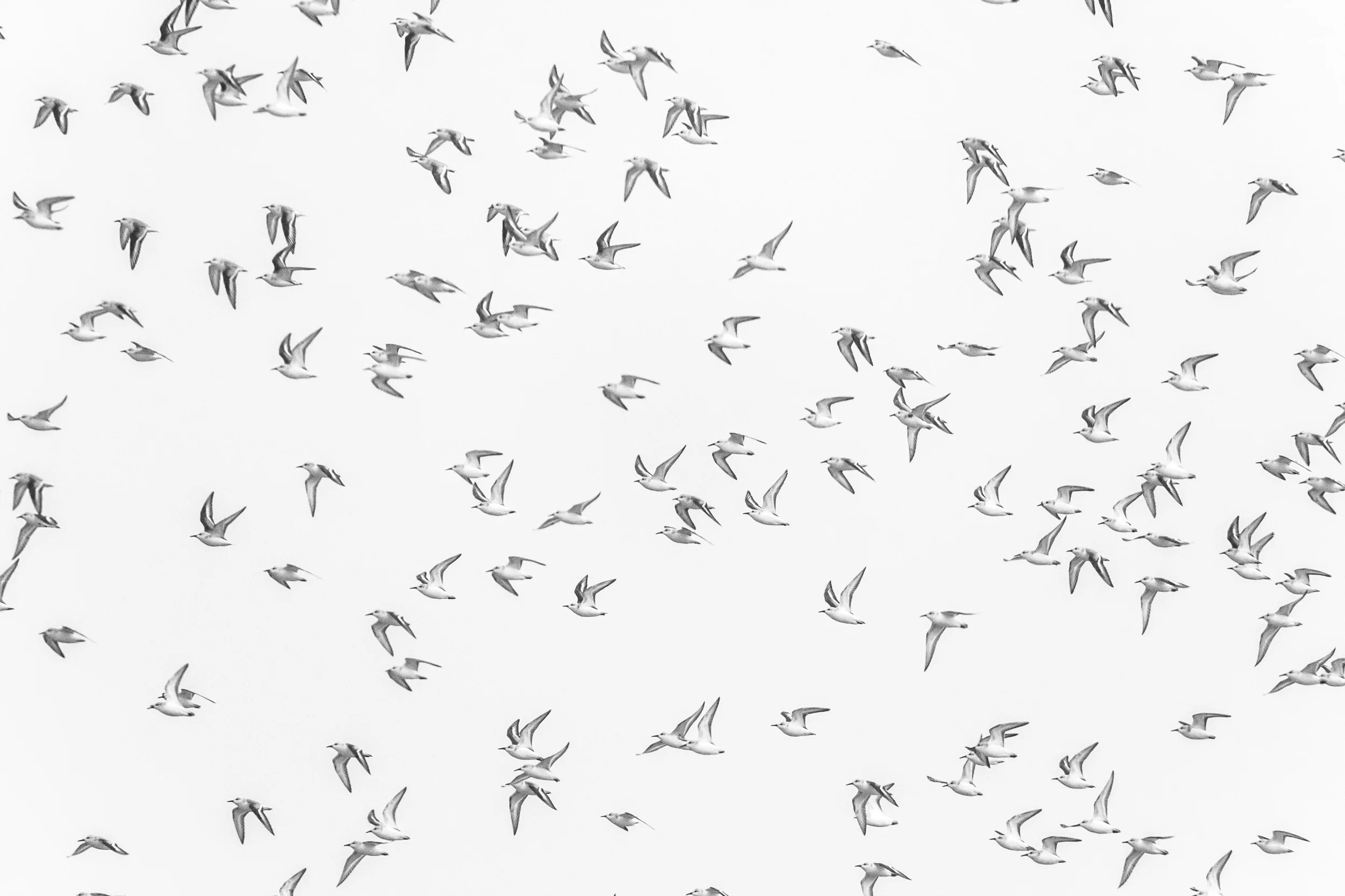 Sanderlings (Calidris alba)