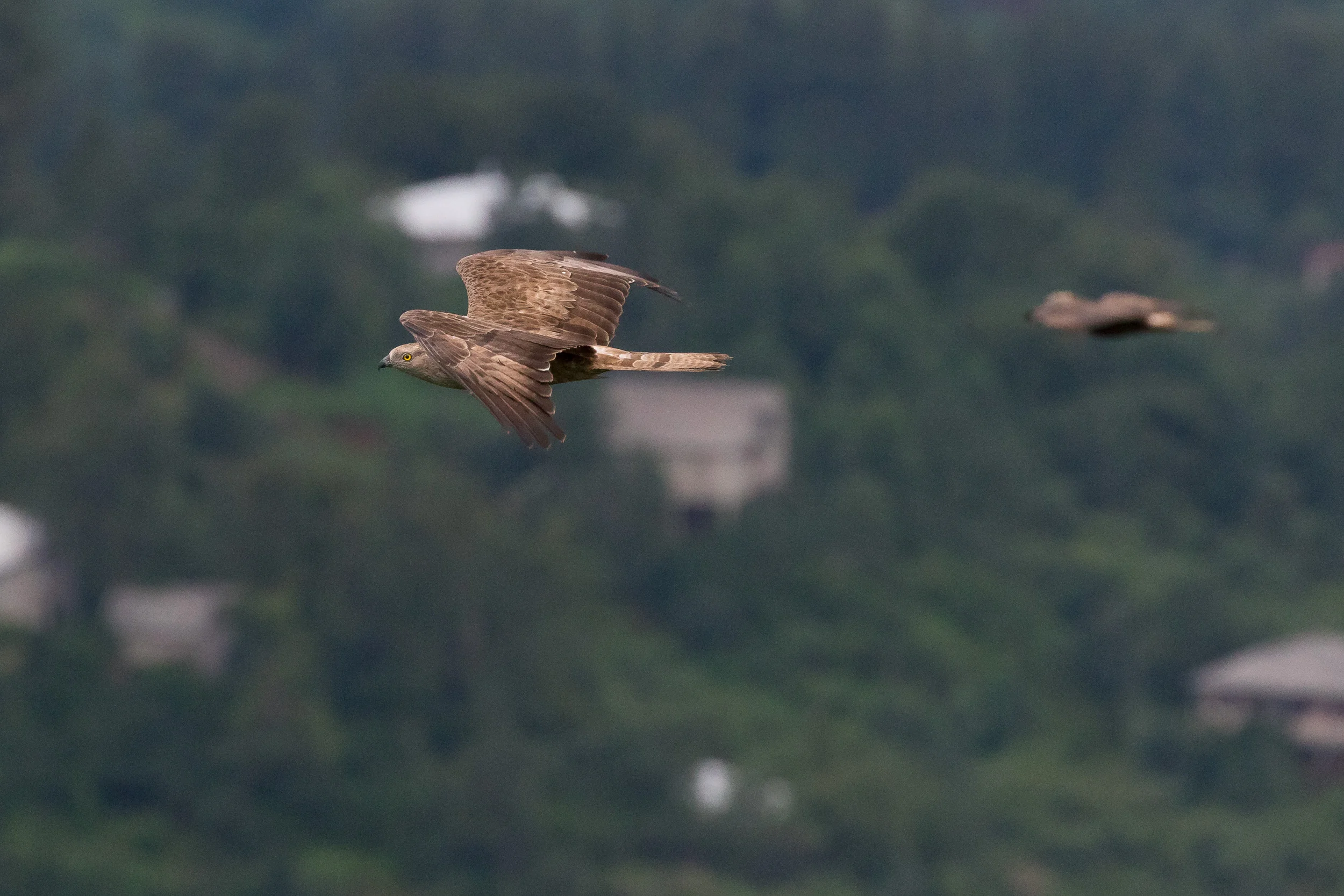 Honey Buzzards