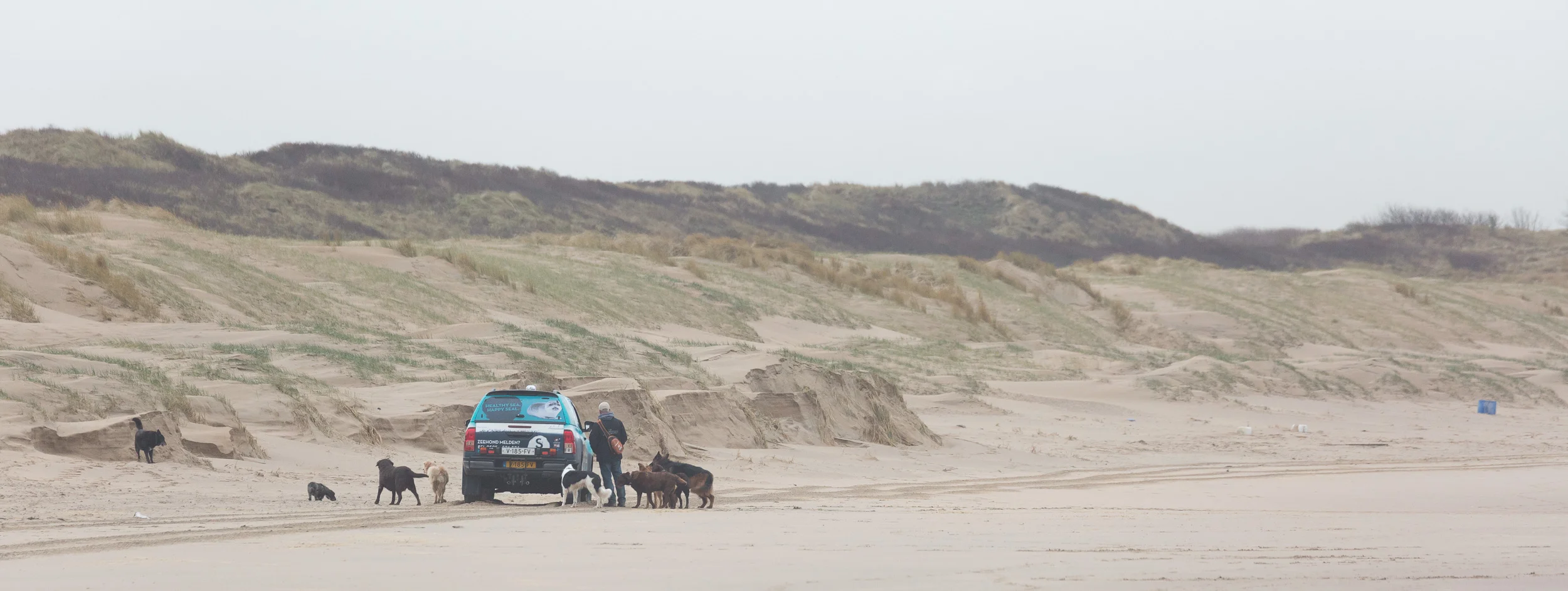 Seal 'rescuers’ and the enemy of all gull-loving beach visitors: a pack of dog-walking-service-dogs (sorry for the bad English, but you get the point)
