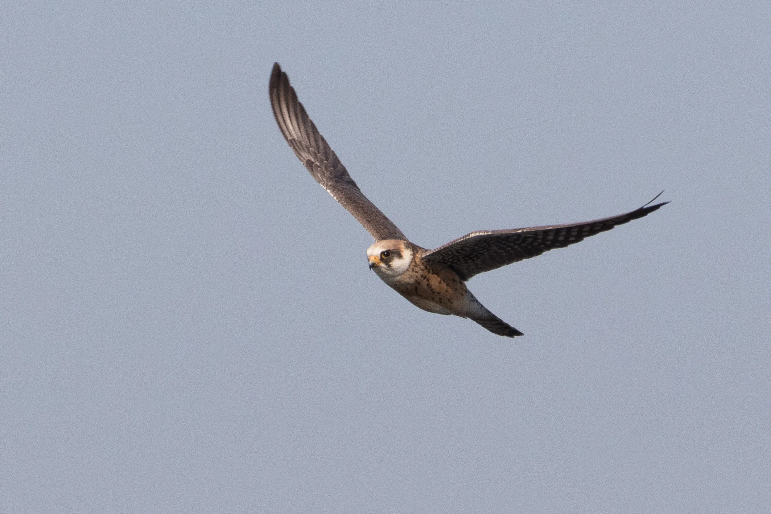 Red-footed falcon (Falco vespertinus) 2cy female - 12-05-2016 - Fochteloërveen