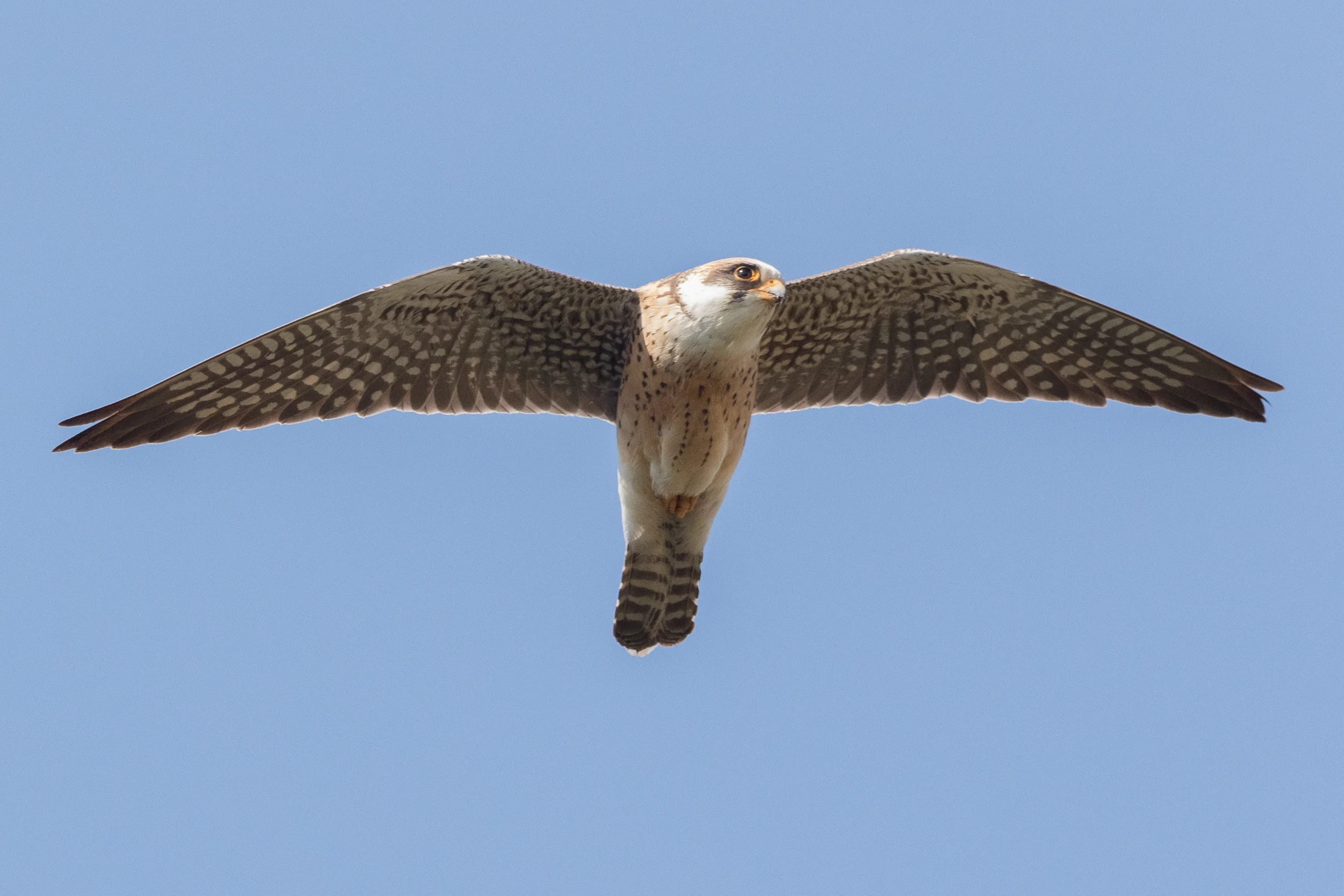 Red-footed falcon (Falco vespertinus) 2cy female - 12-05-2016 - Fochteloërveen