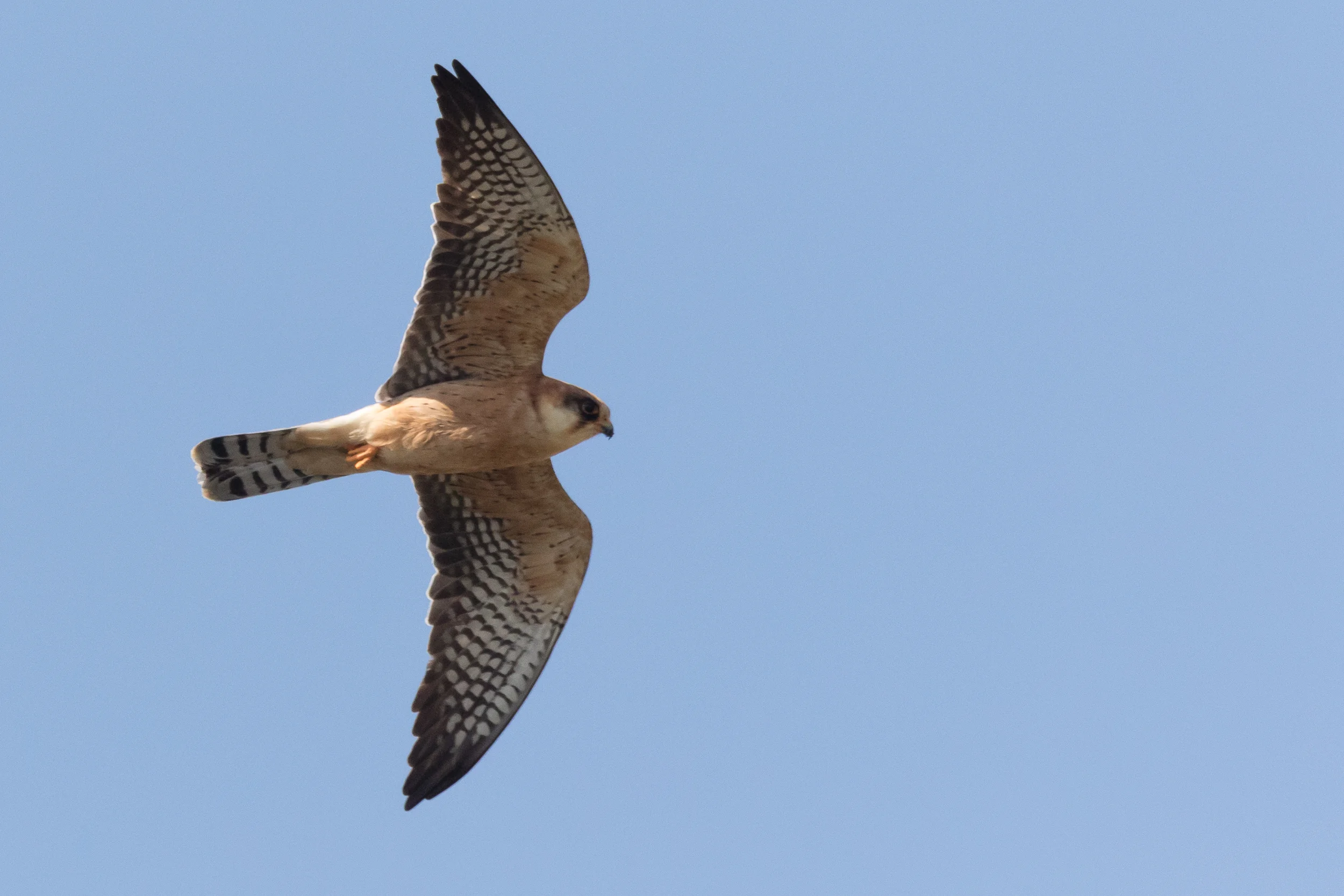 Red-footed falcon (Falco vespertinus) adult female - 12-05-2016 - Fochteloërveen