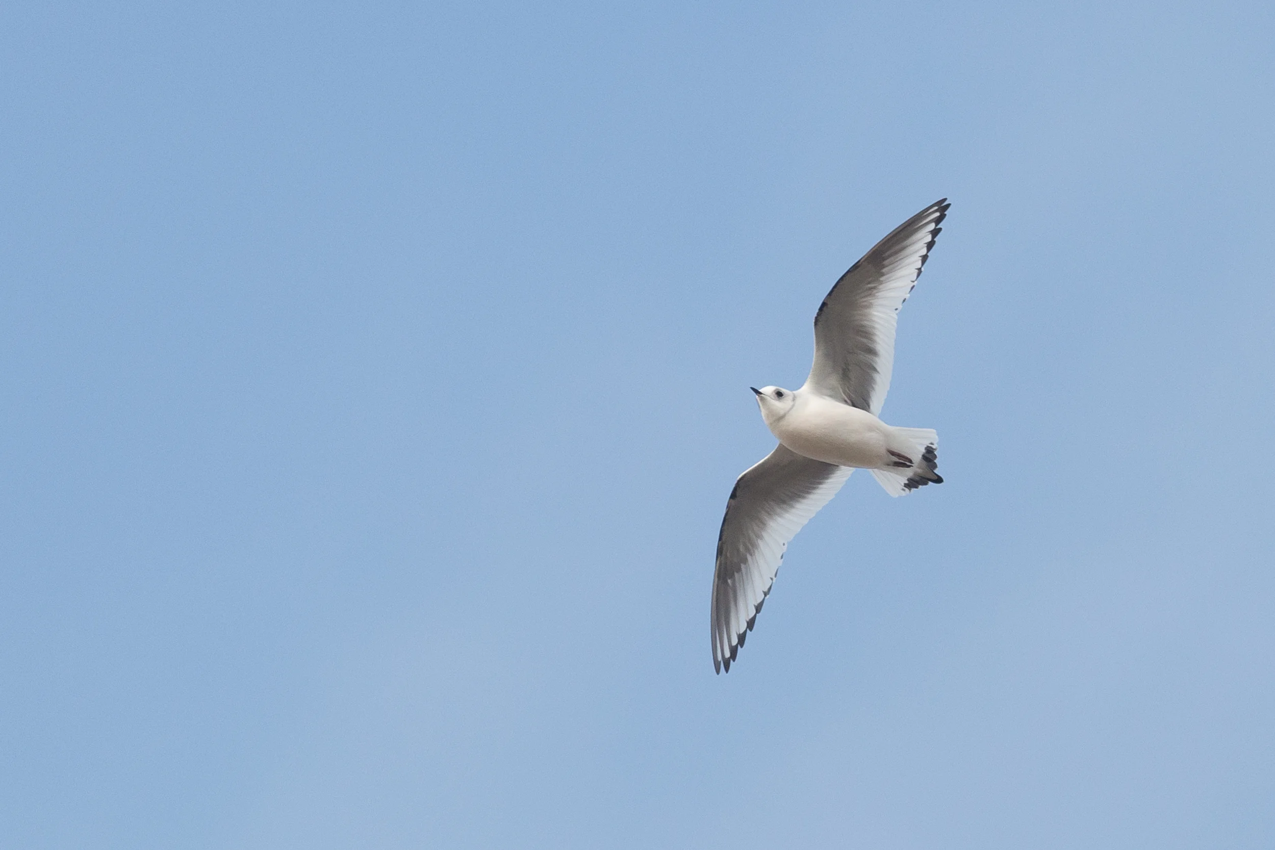 Ross' Gull (Rhodostethia rosea). Note the black subterminal spots on all primaries including P1.