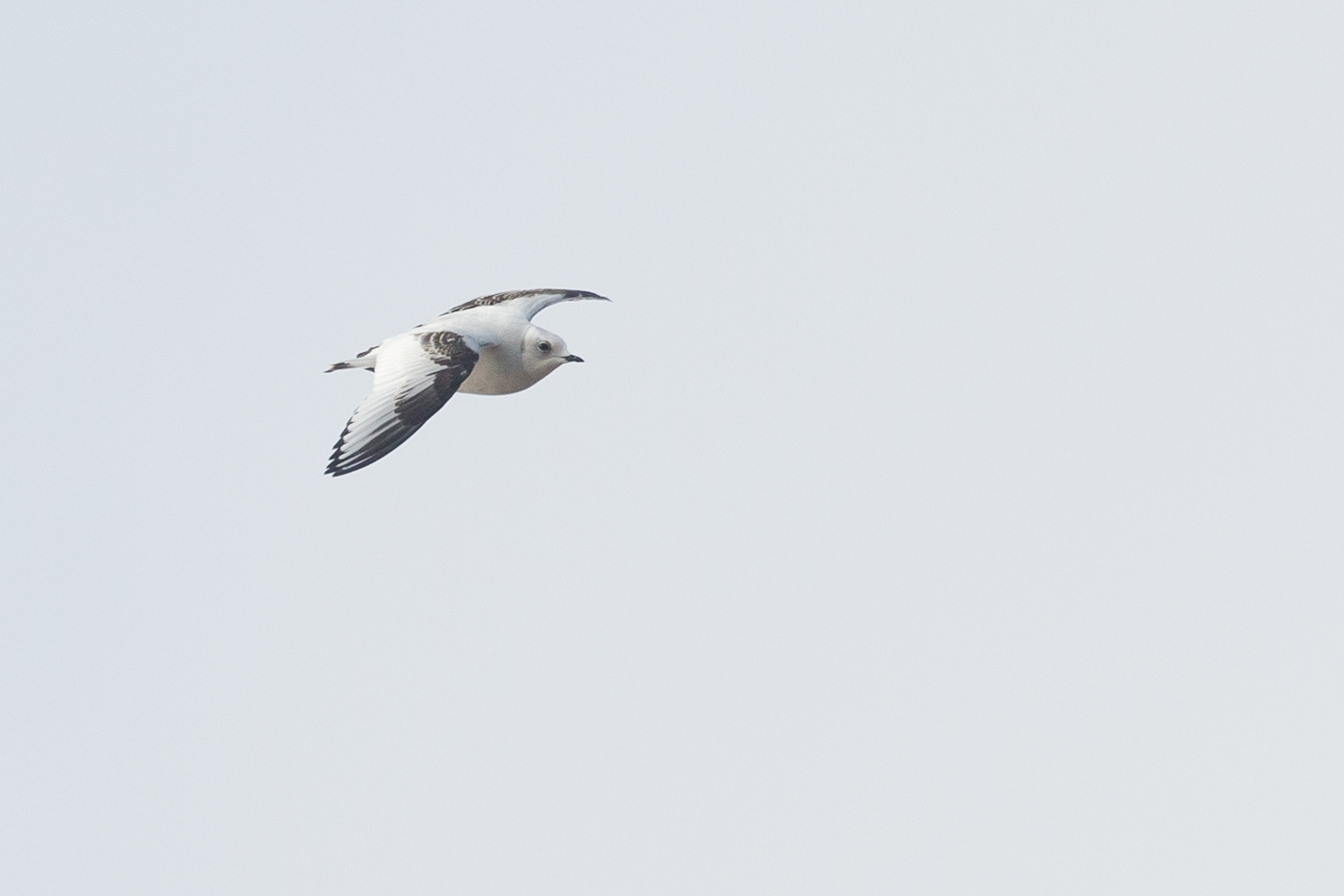 Ross' Gull (Rhodostethia rosea)