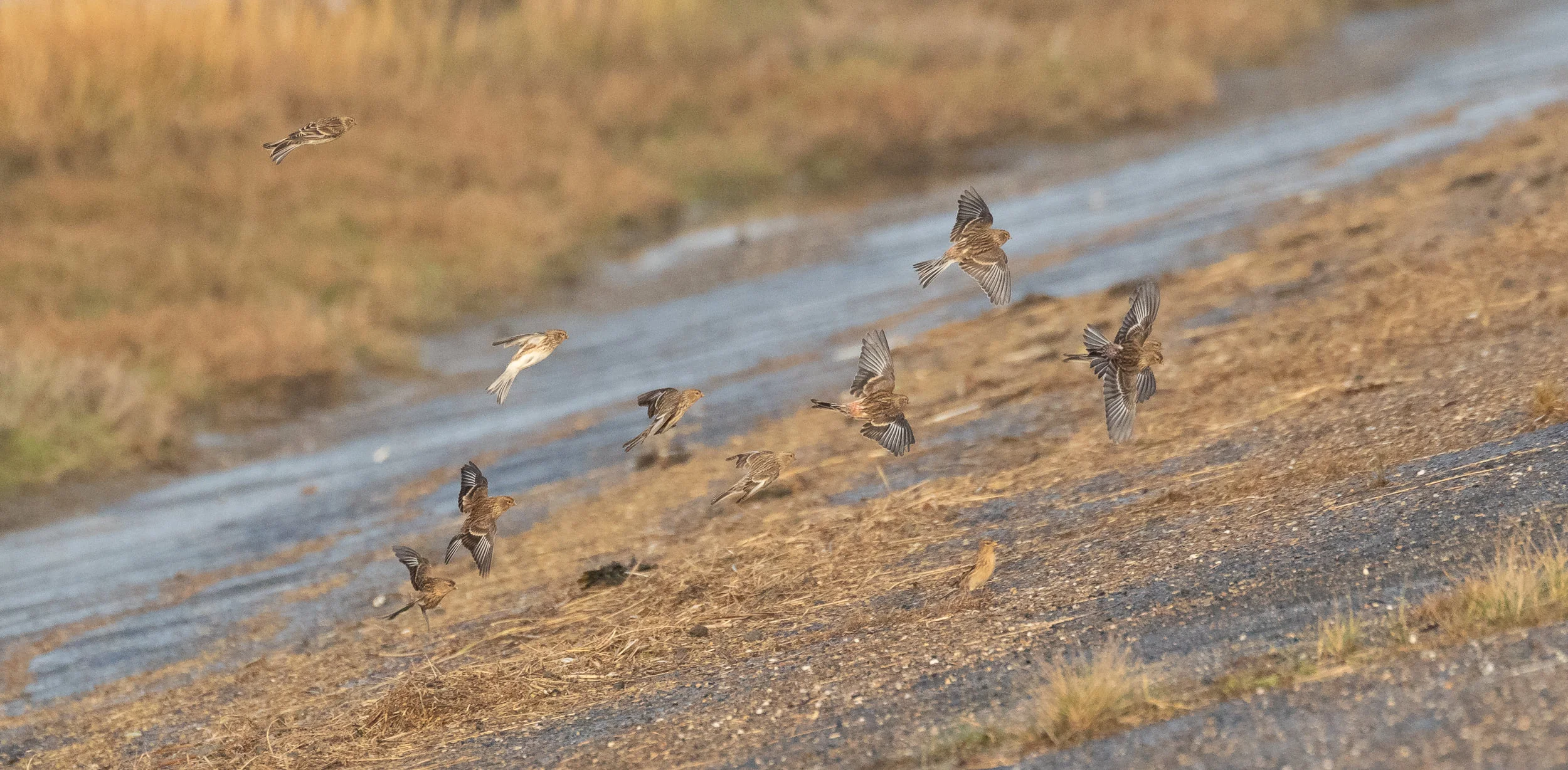 Twites
